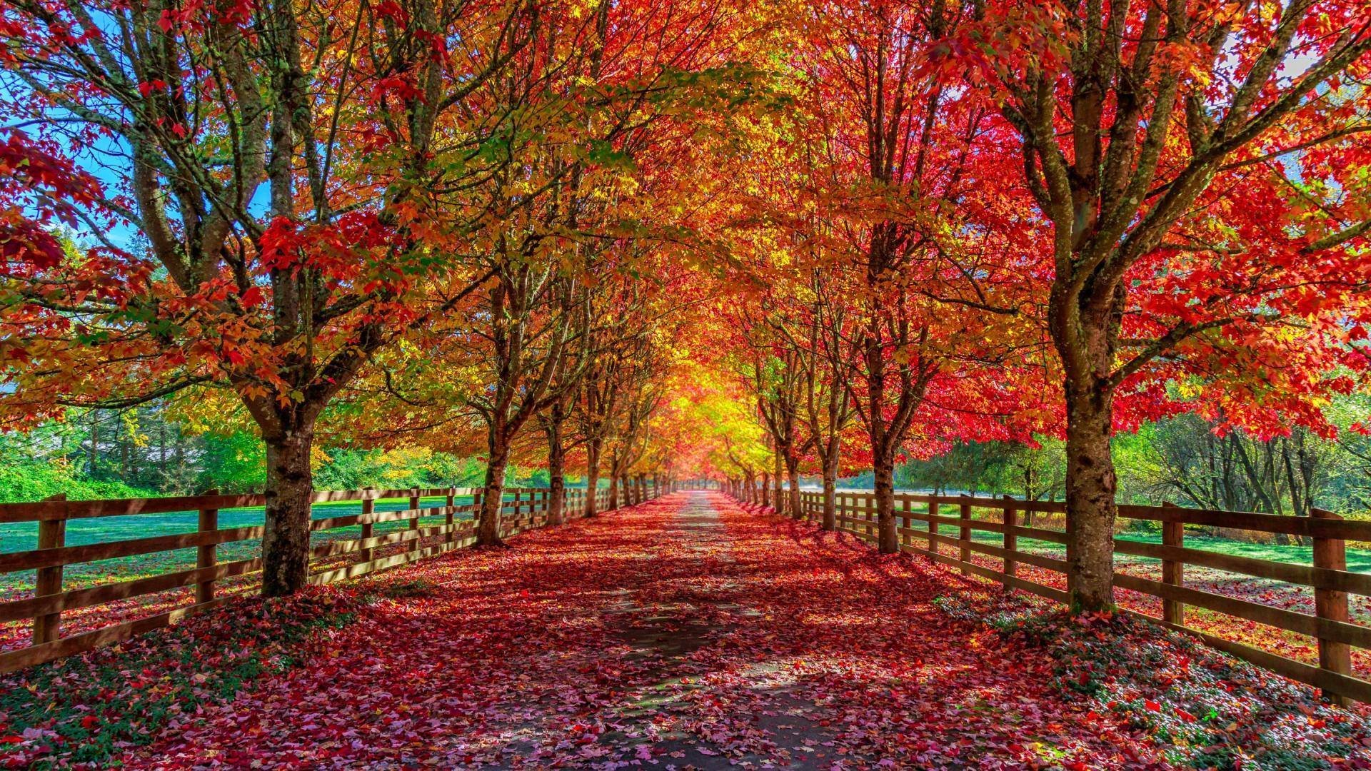 秋意正浓 枫叶 公路 庄园 牧场 落叶