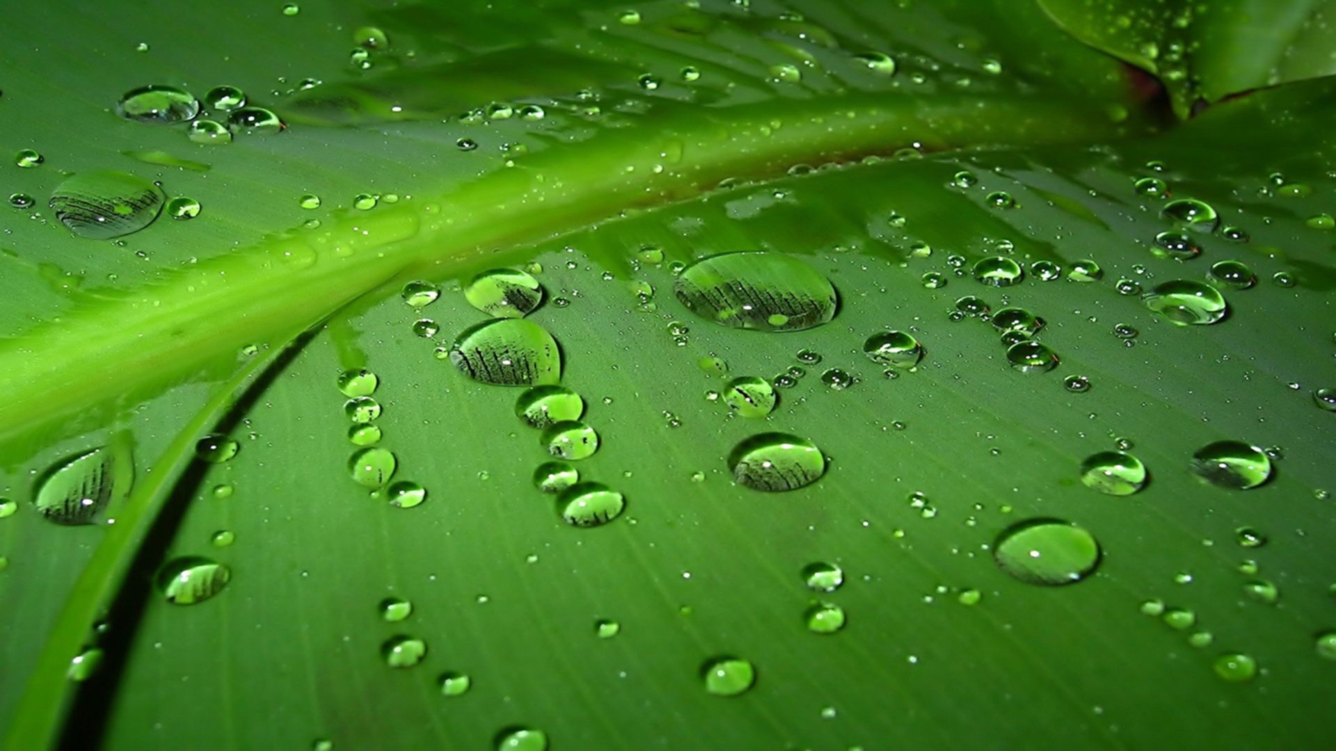 植物 水珠 露水 露珠