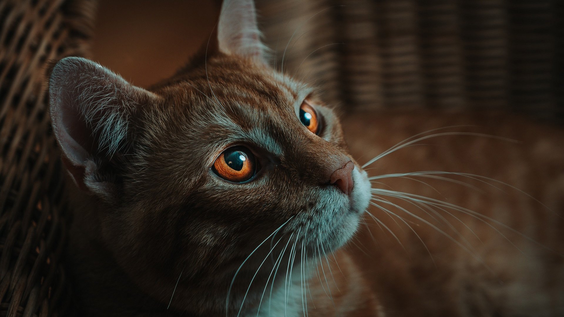 喵星人 猫咪 可爱