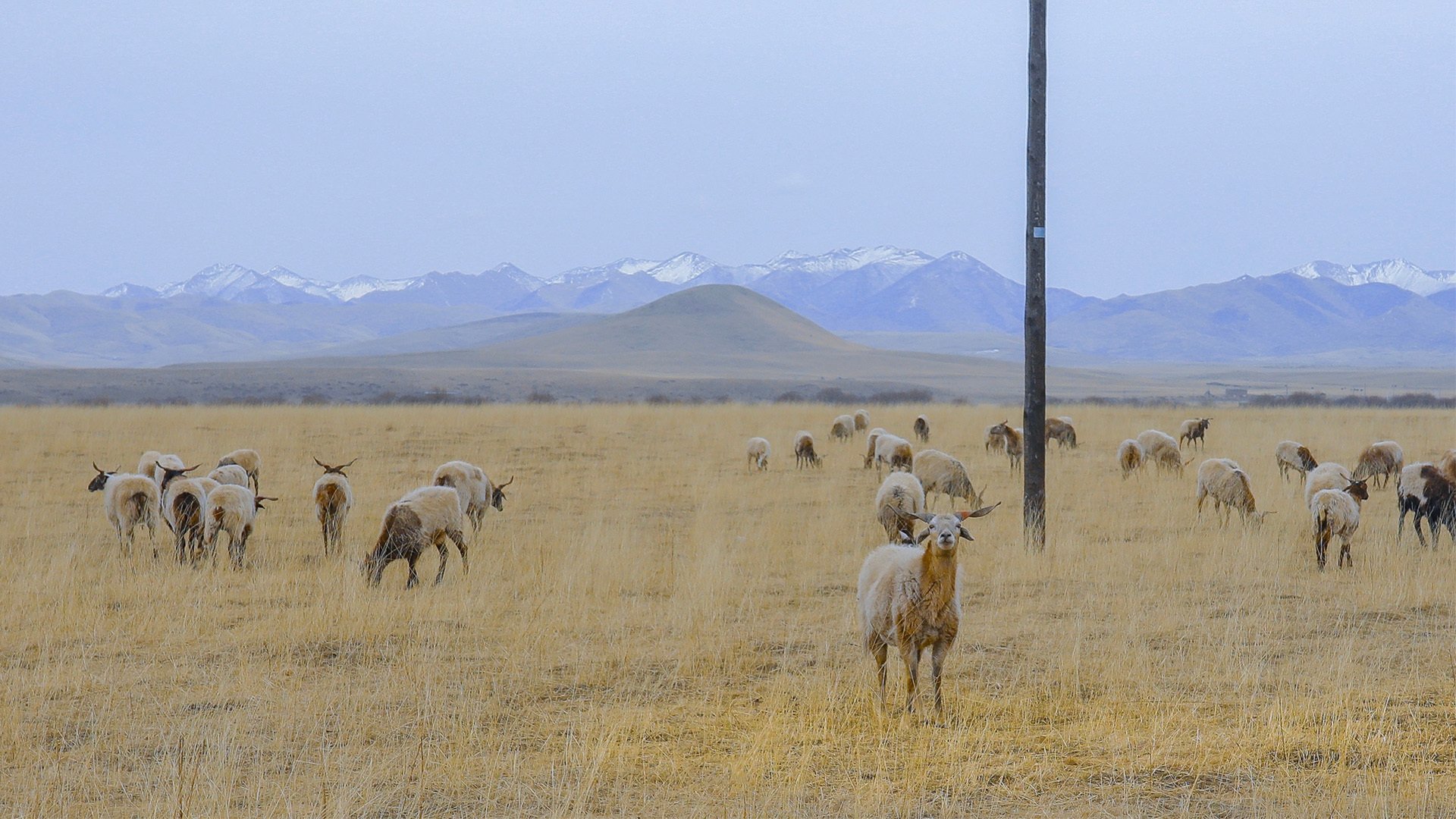 冬天 牧场 羊群 草原