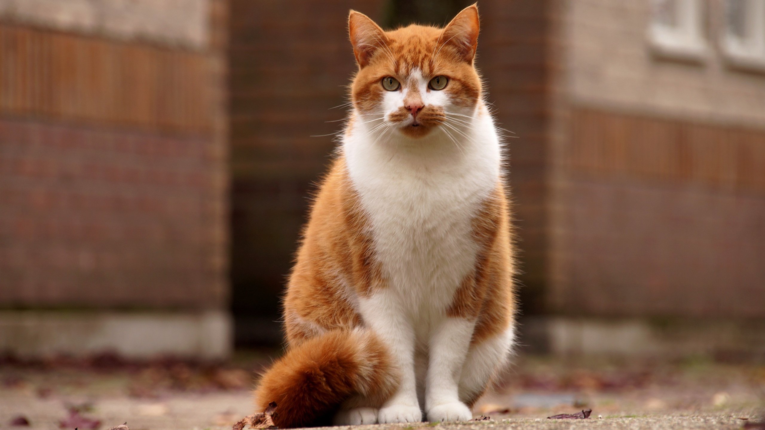 喵星人 夜猫 黄猫