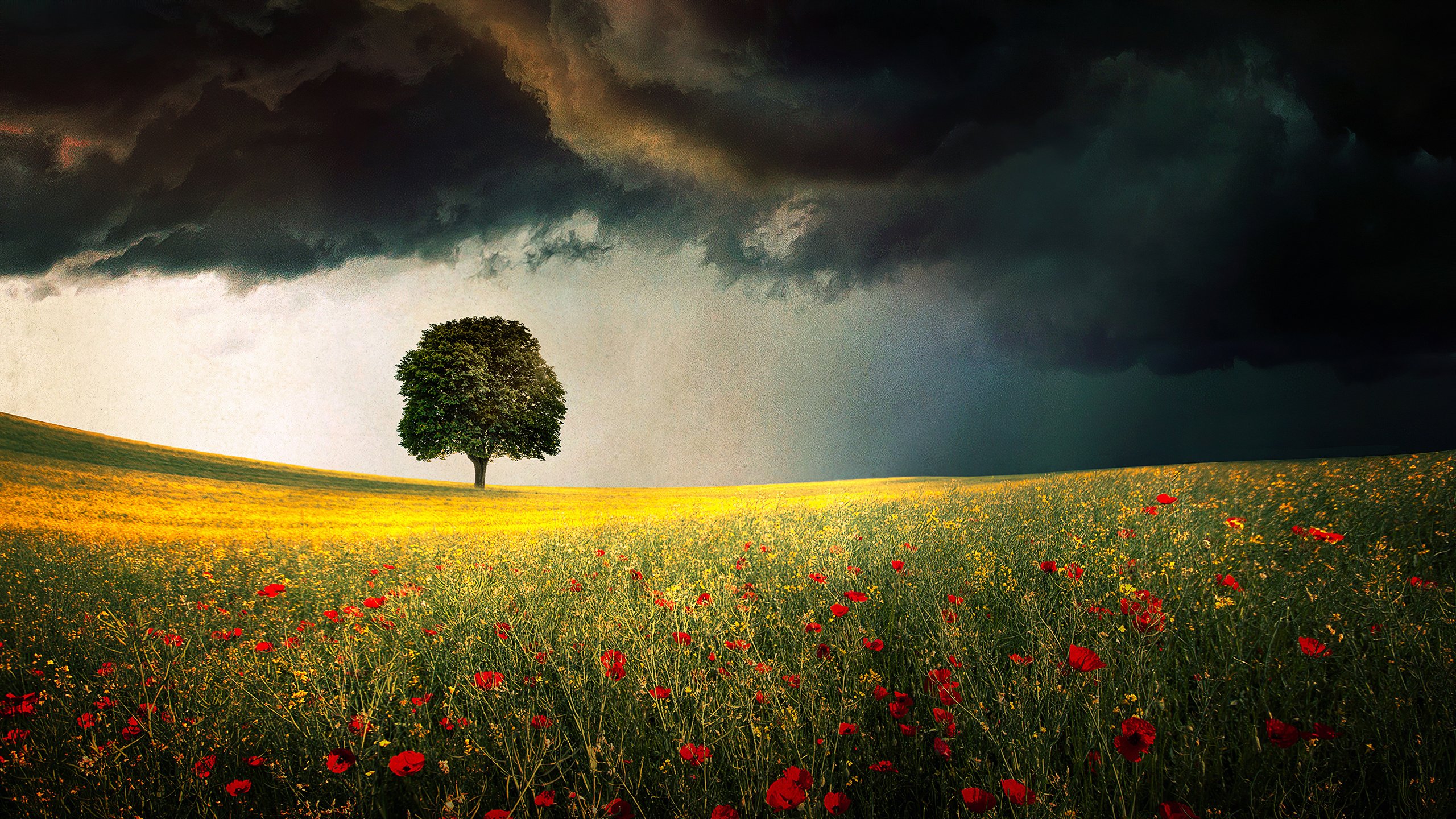 奇幻梦境 草原 花丛 数