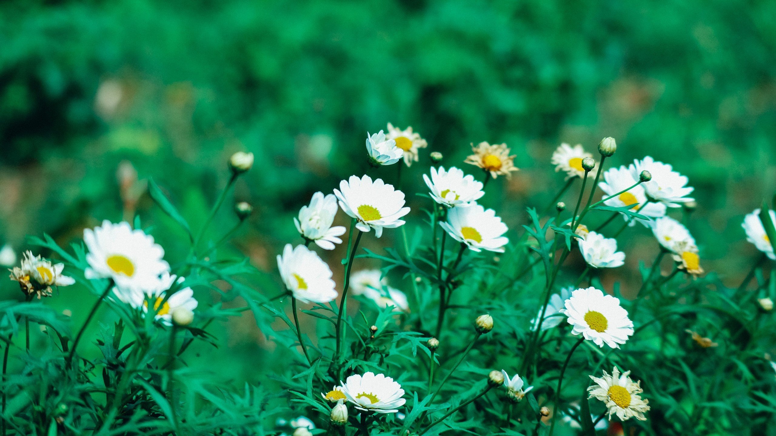 娇艳欲滴 小野花 雏菊 木春菊 菊花