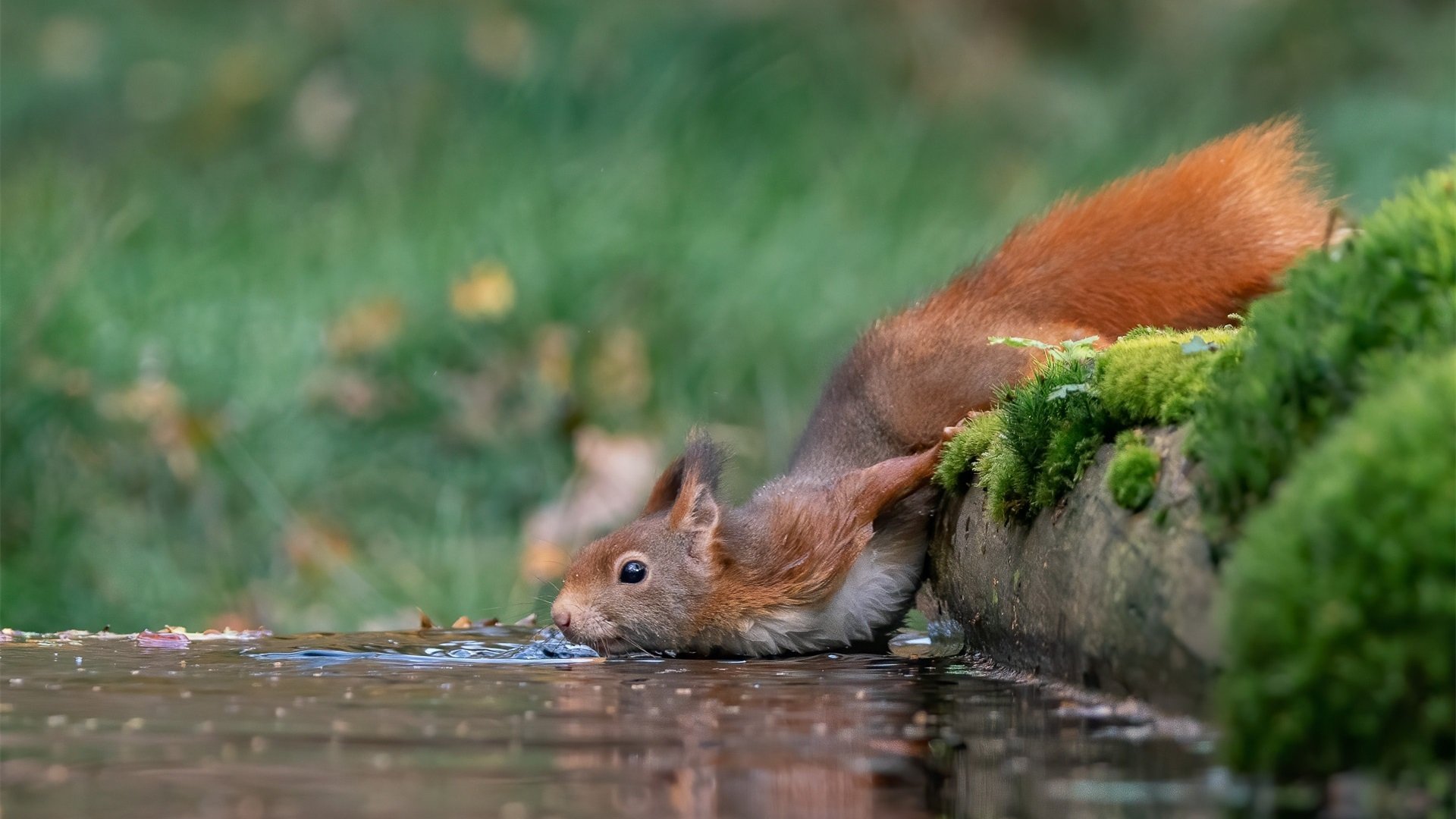 野生动物 松鼠喝水