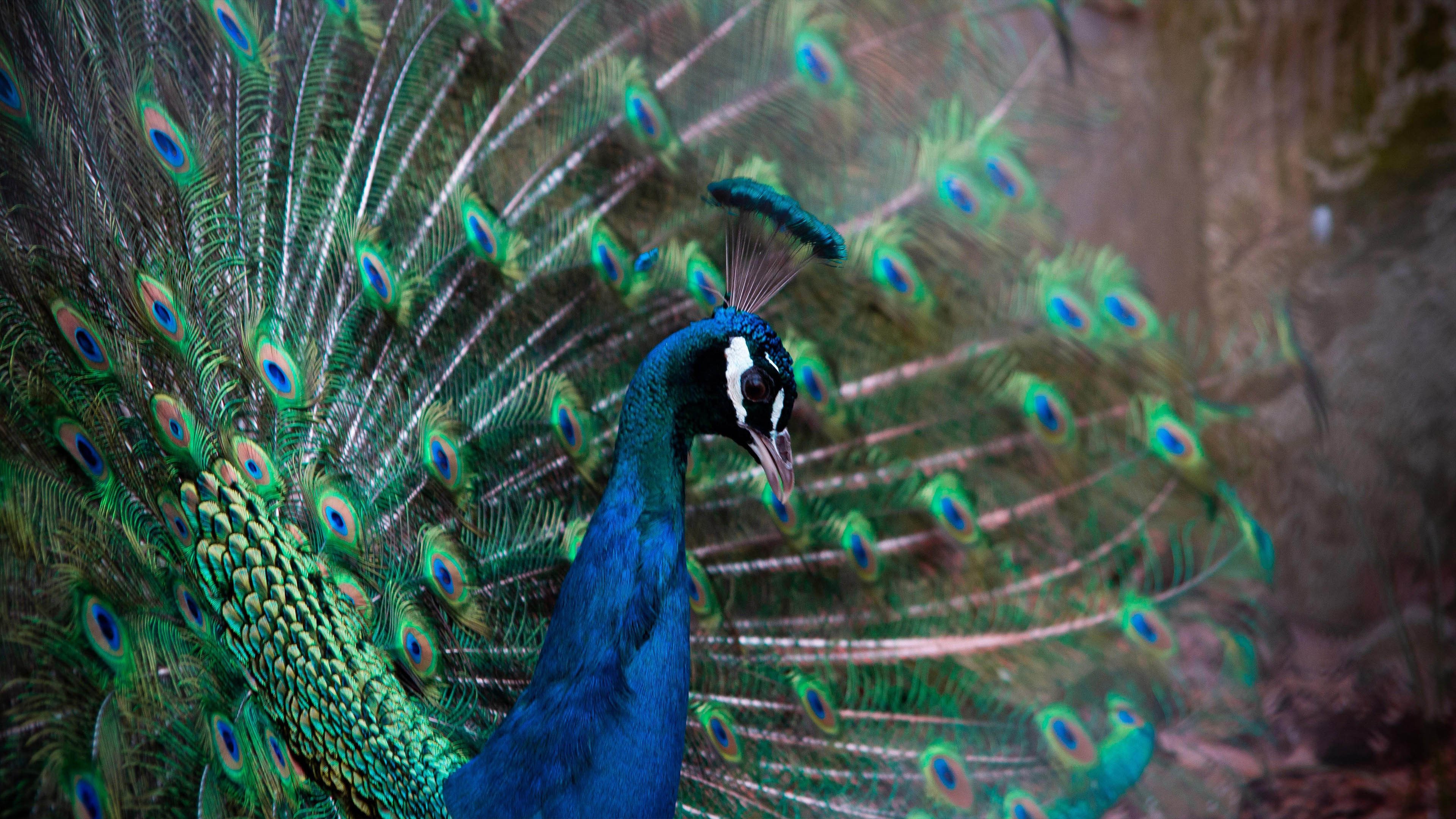 野生动物 孔雀 开屏 羽毛
