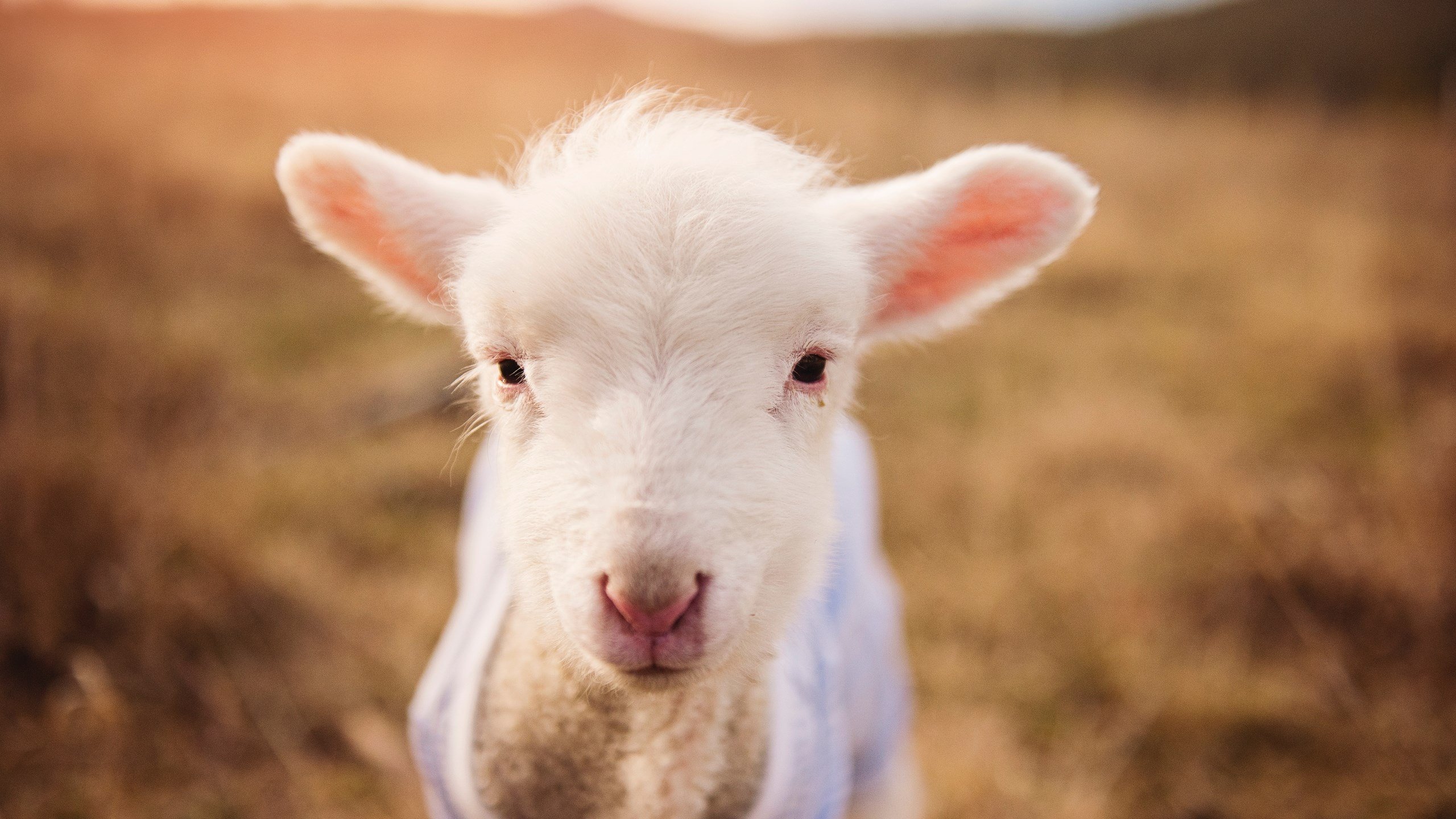 古灵精怪 白羊 牧场