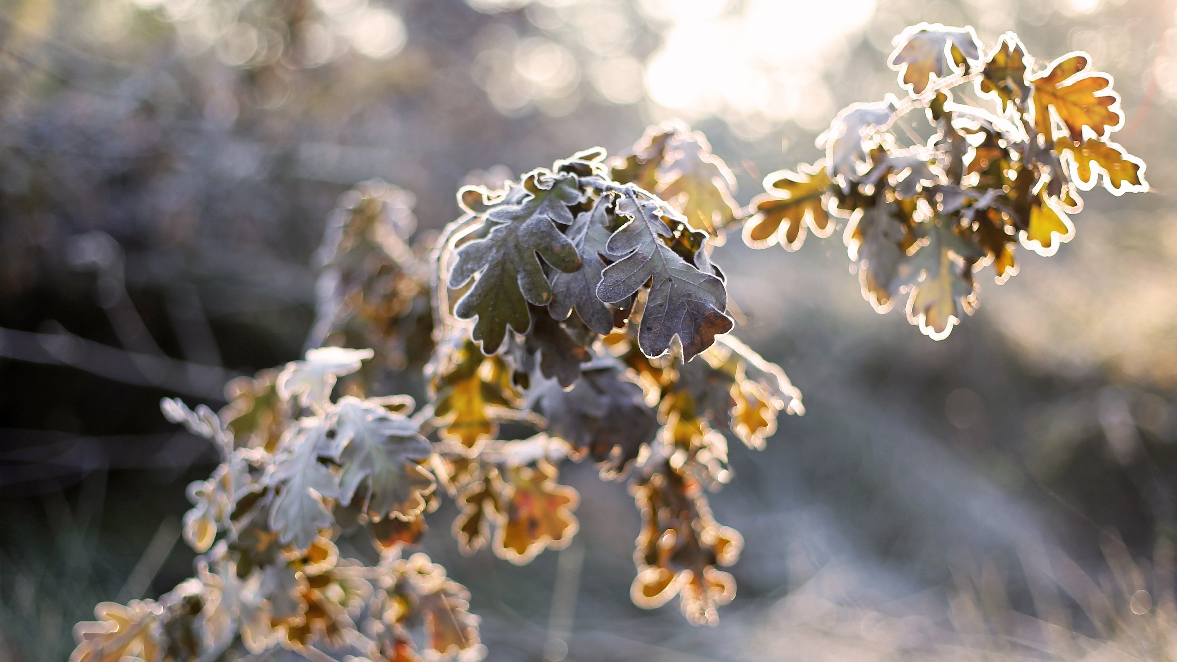 冰天雪地 冬季阳光 枯树叶