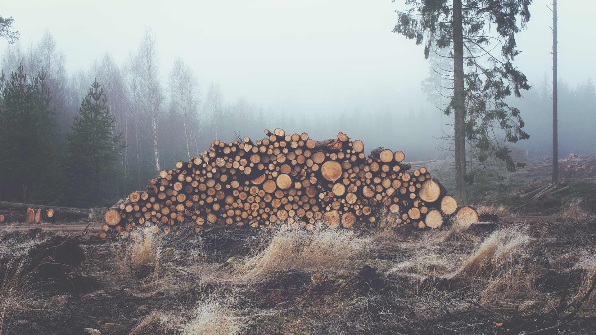 自然风光 林场 木头