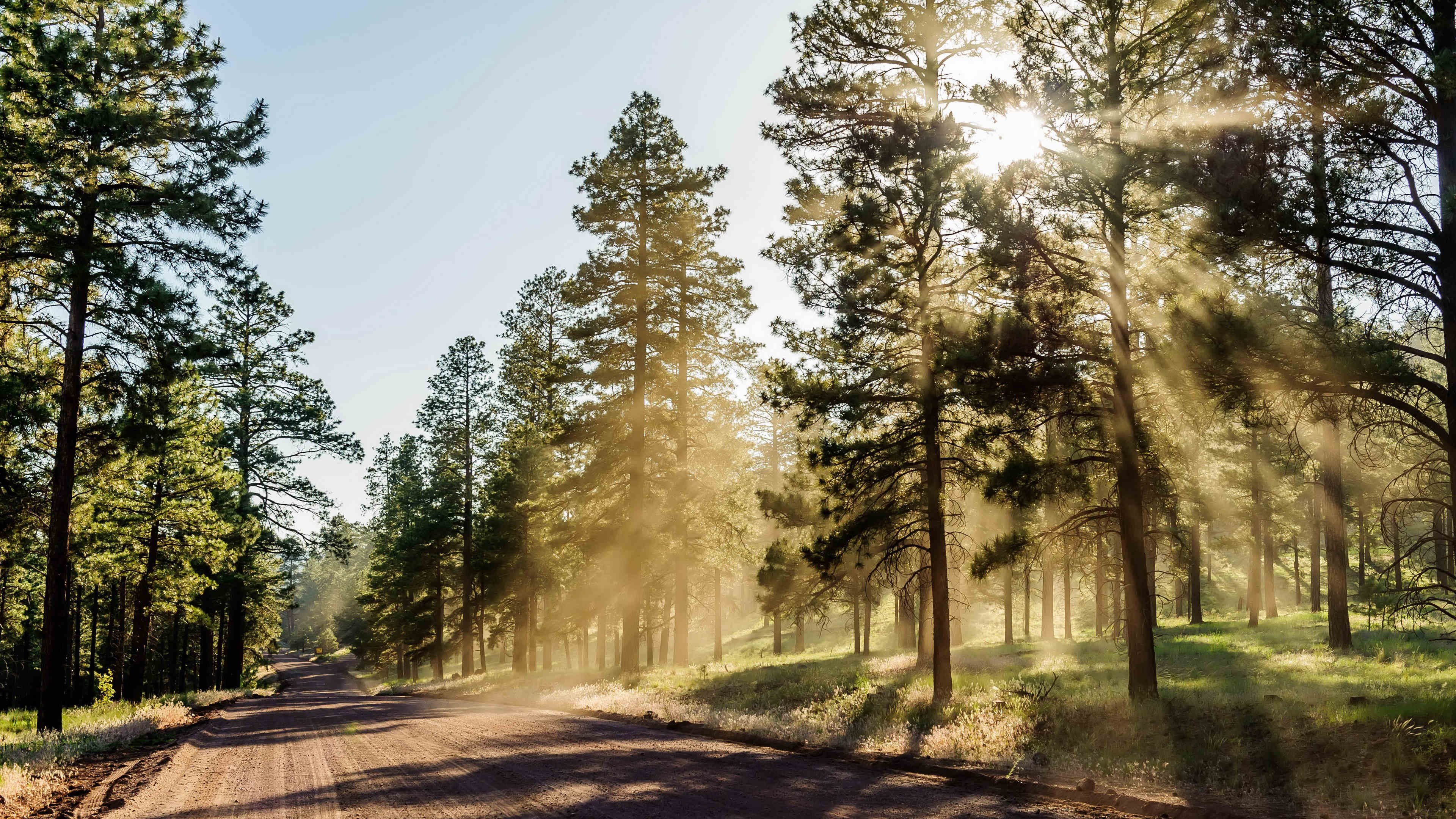 阳光 树林 清晨