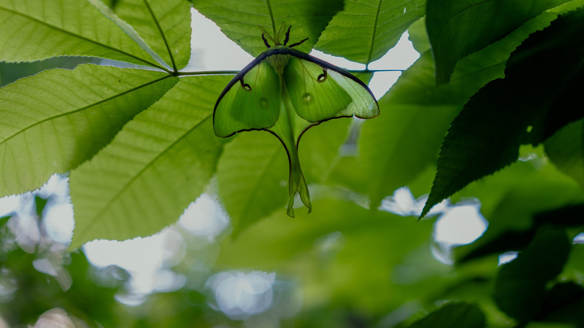 野生动物 蝴蝶 夏天