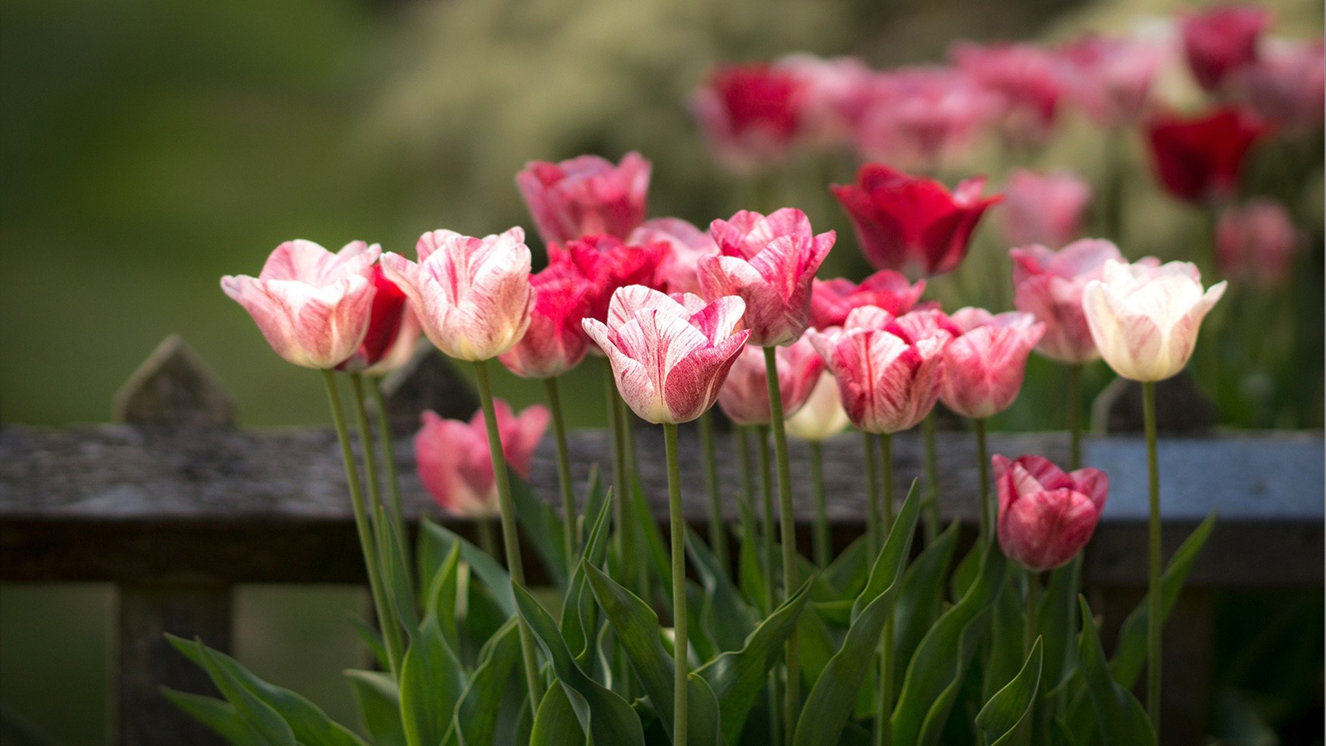 娇艳欲滴 郁金香