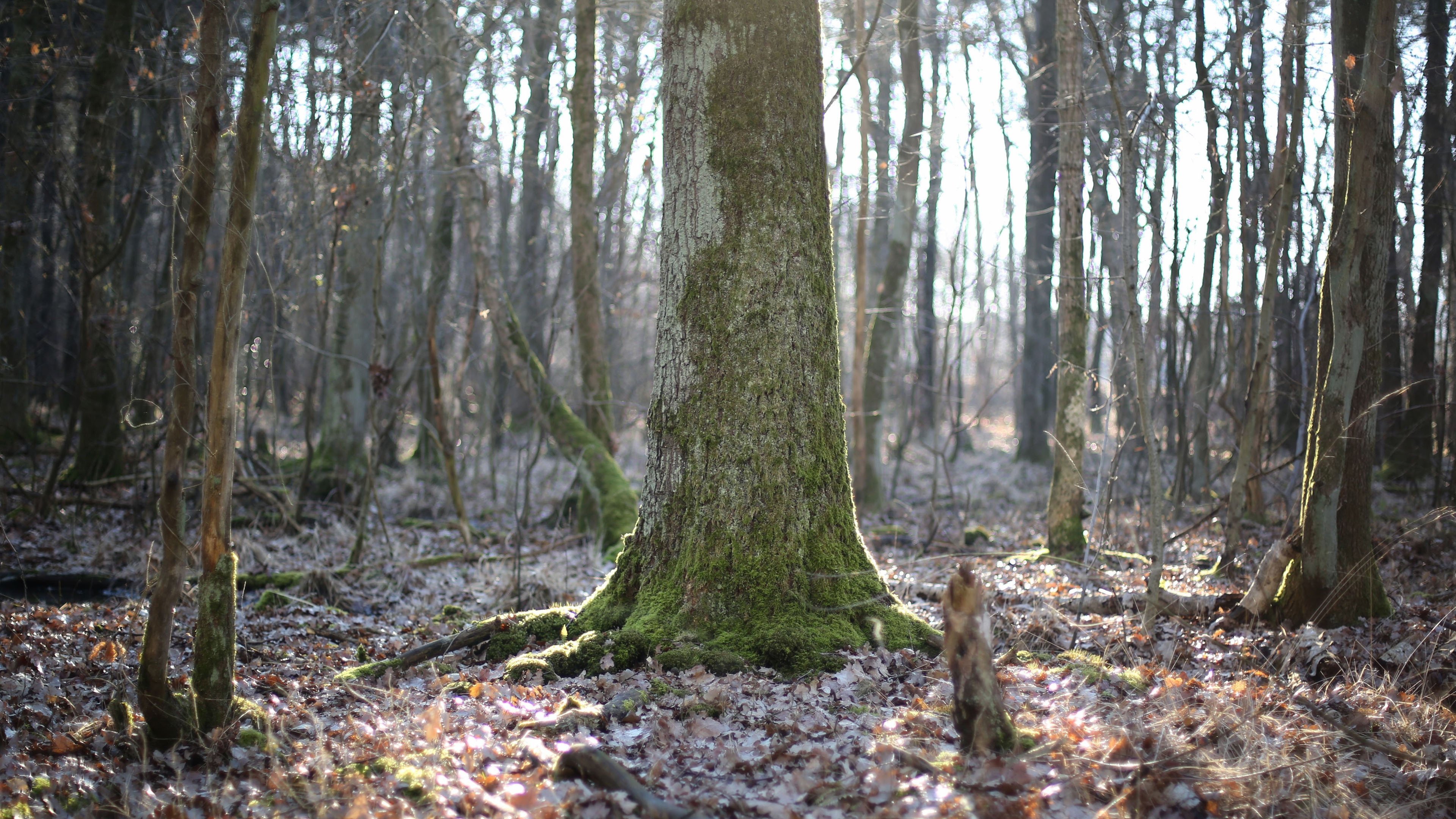 自然风光 落叶 冬天的阳光