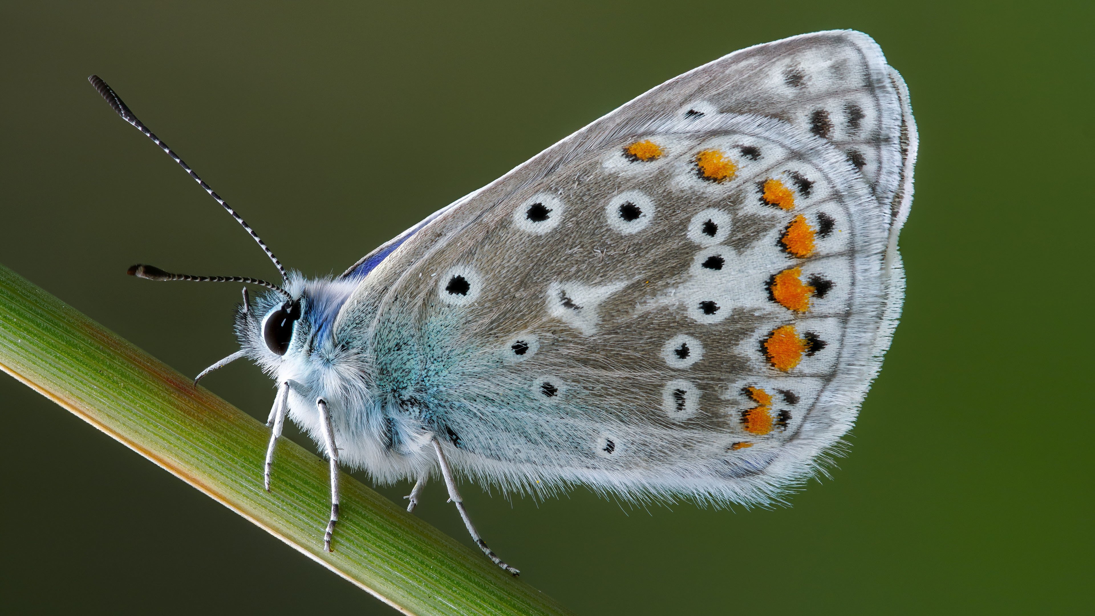野生动物 蝴蝶 特写