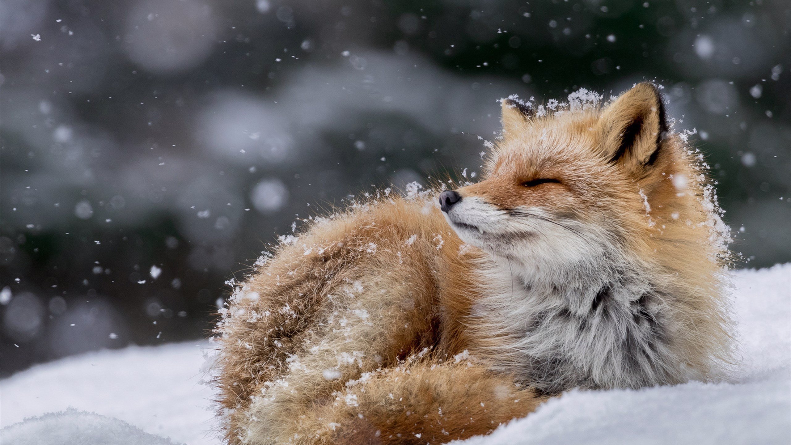 野生动物 狐狸 雪狐 雪地