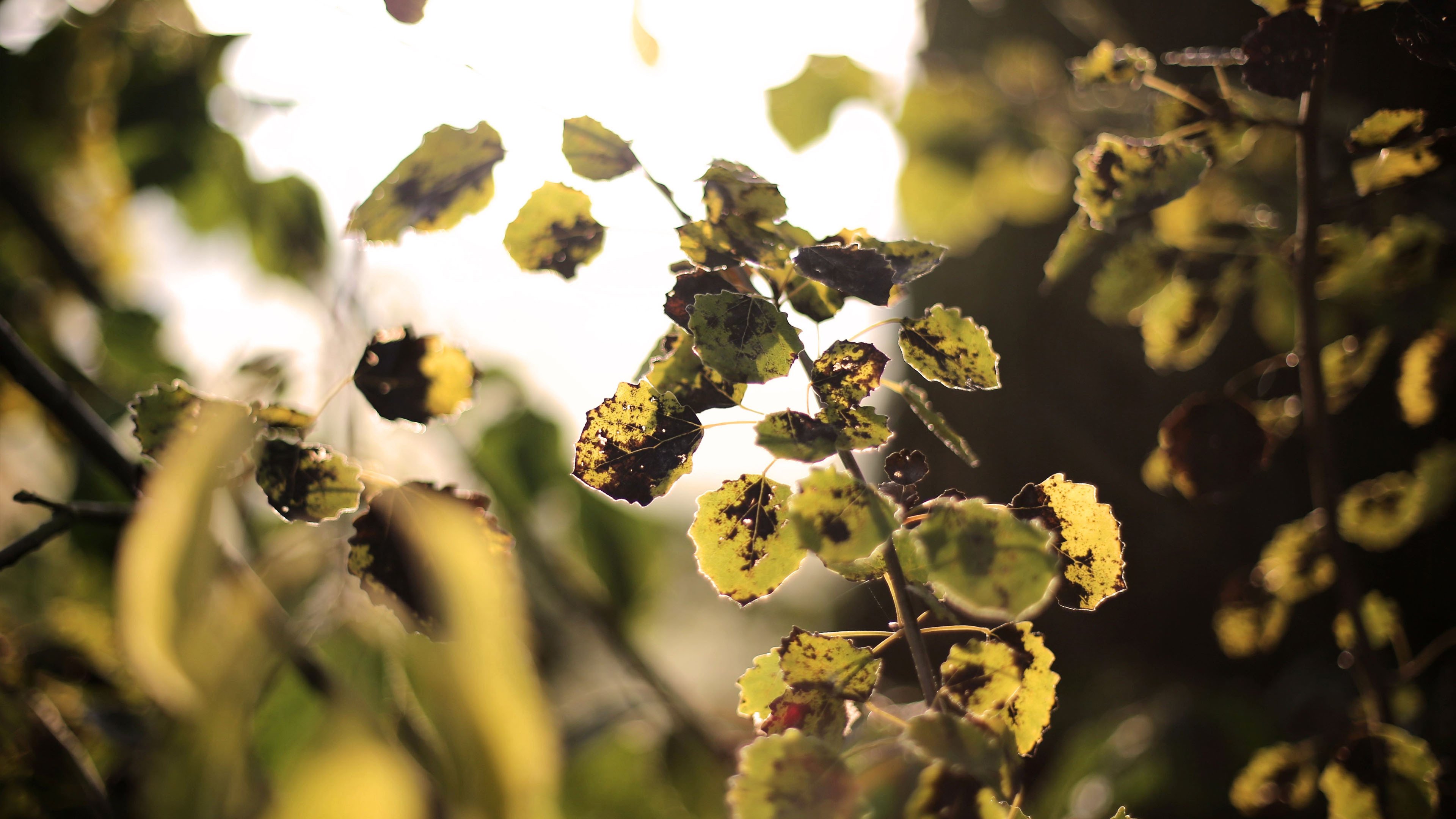 秋意正浓 树叶 枯萎 阳光