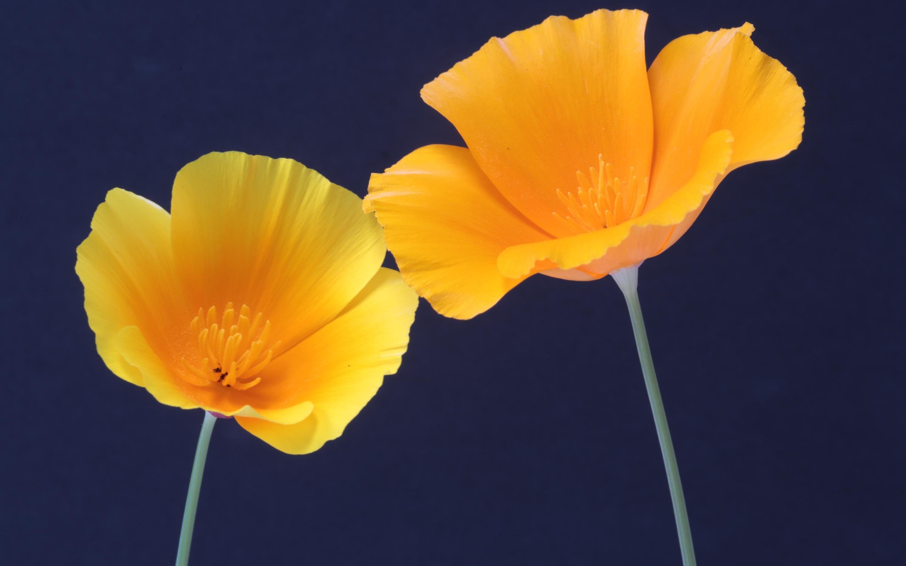 清新淡雅 迷人 橙色 花卉