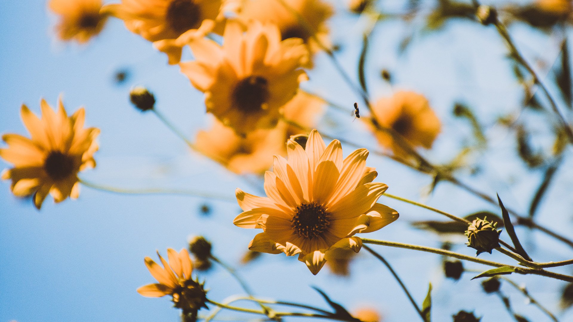 娇艳欲滴 菊花 葵花 蜜蜂