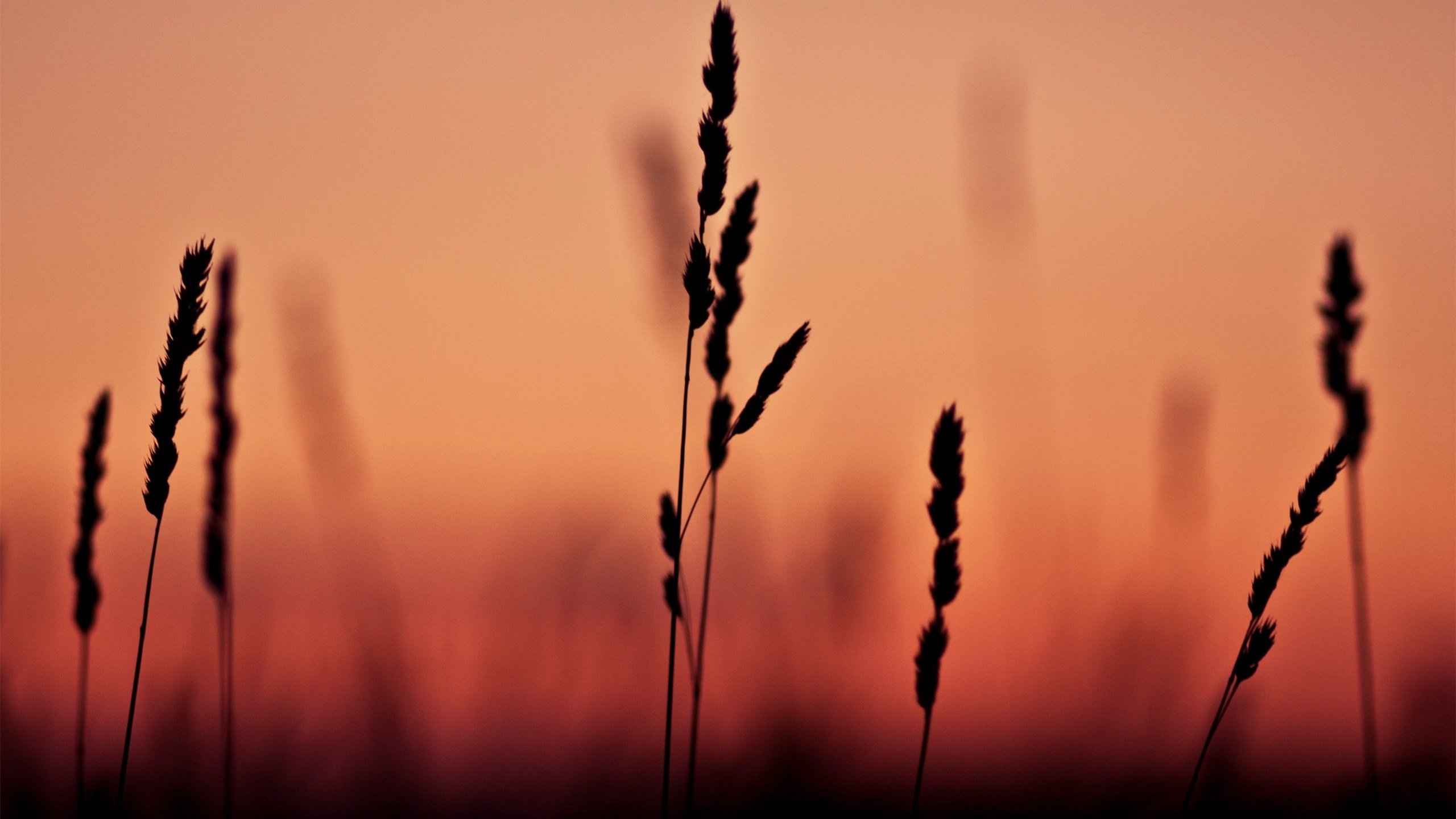 护眼壁纸 小麦 夕阳 晚霞 意境 回忆