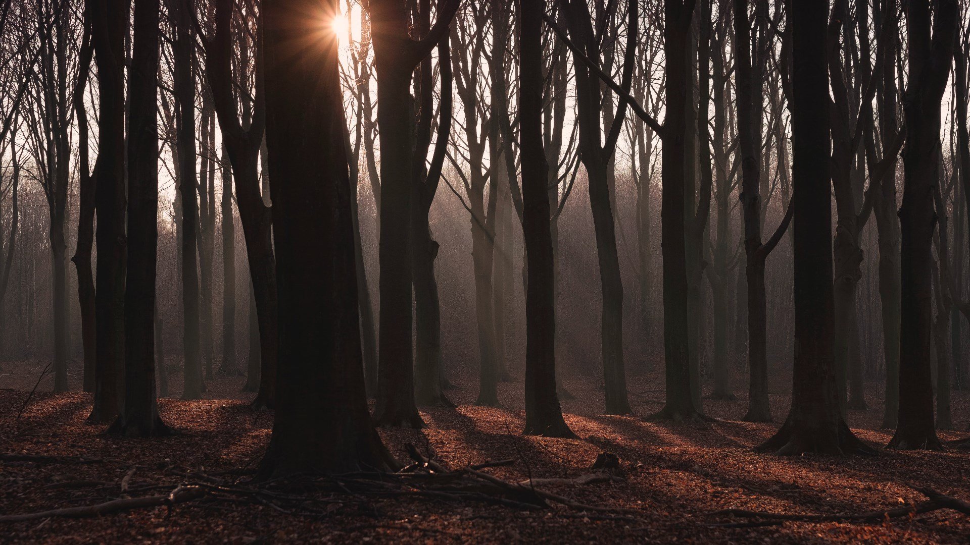 自然风光 树林 清晨