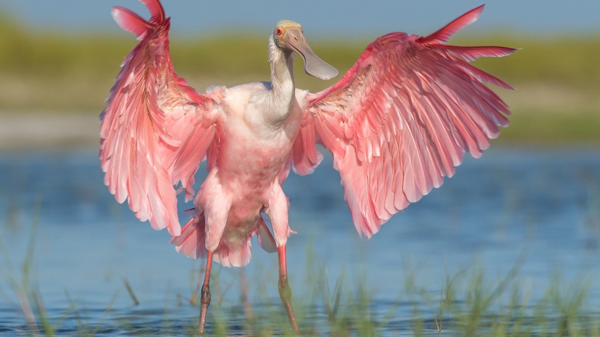 小鸟天地 火烈鸟