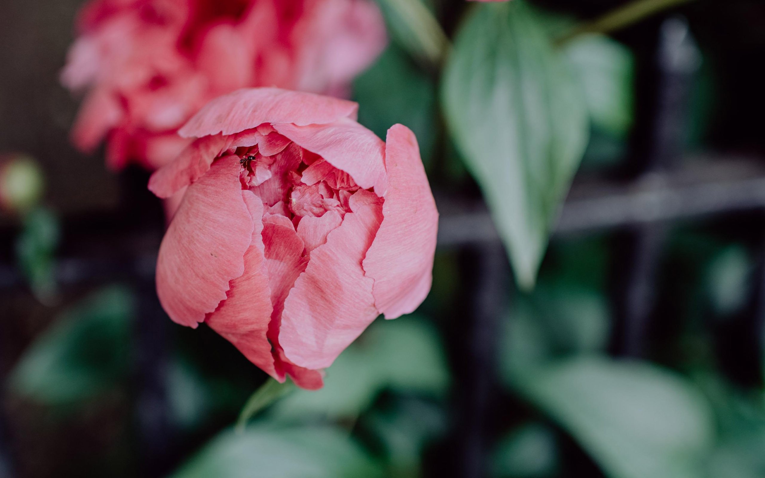 清新淡雅 红色 花朵 迷人 鲜艳