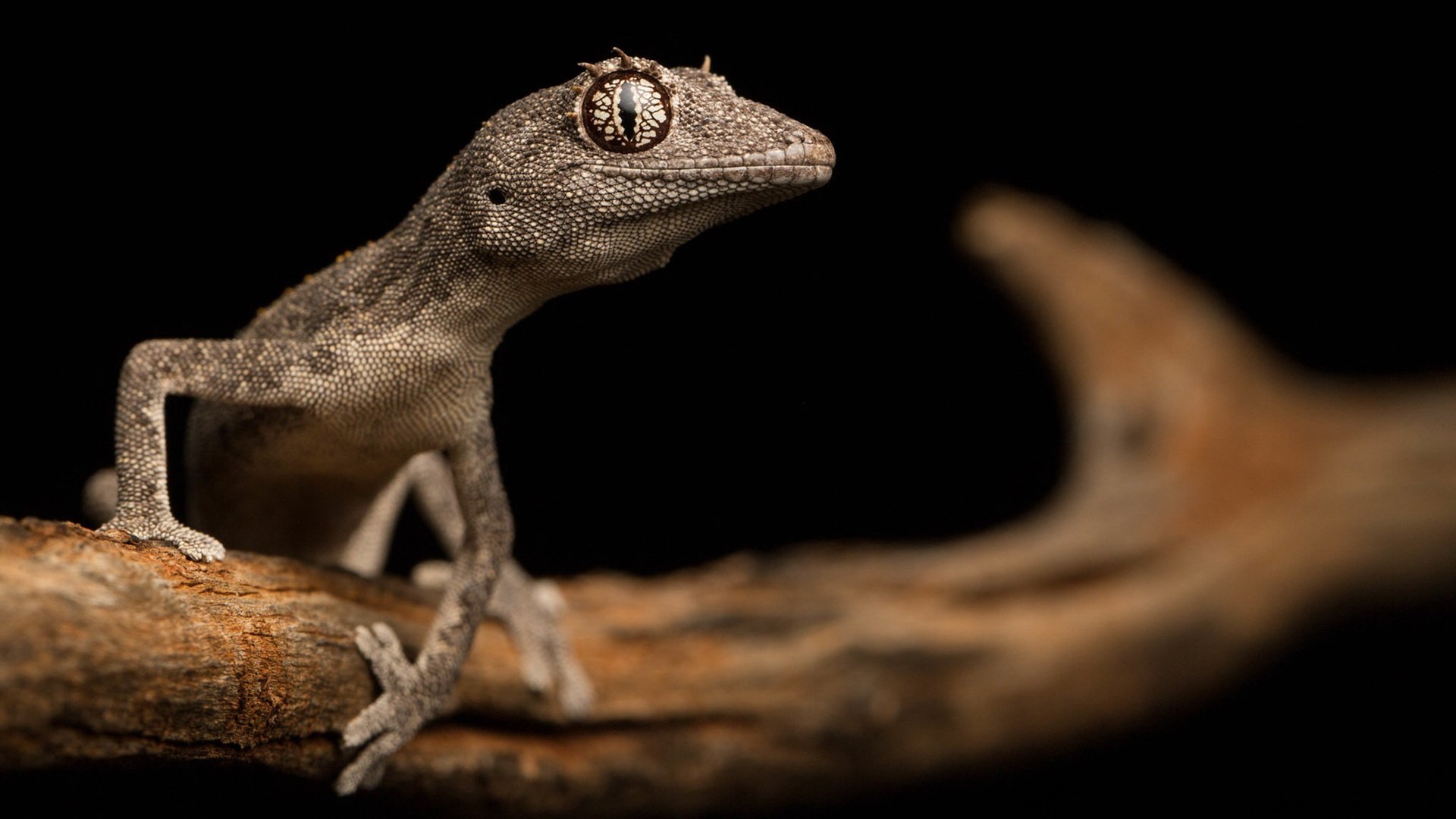 野生动物 蜥蜴 两栖动物