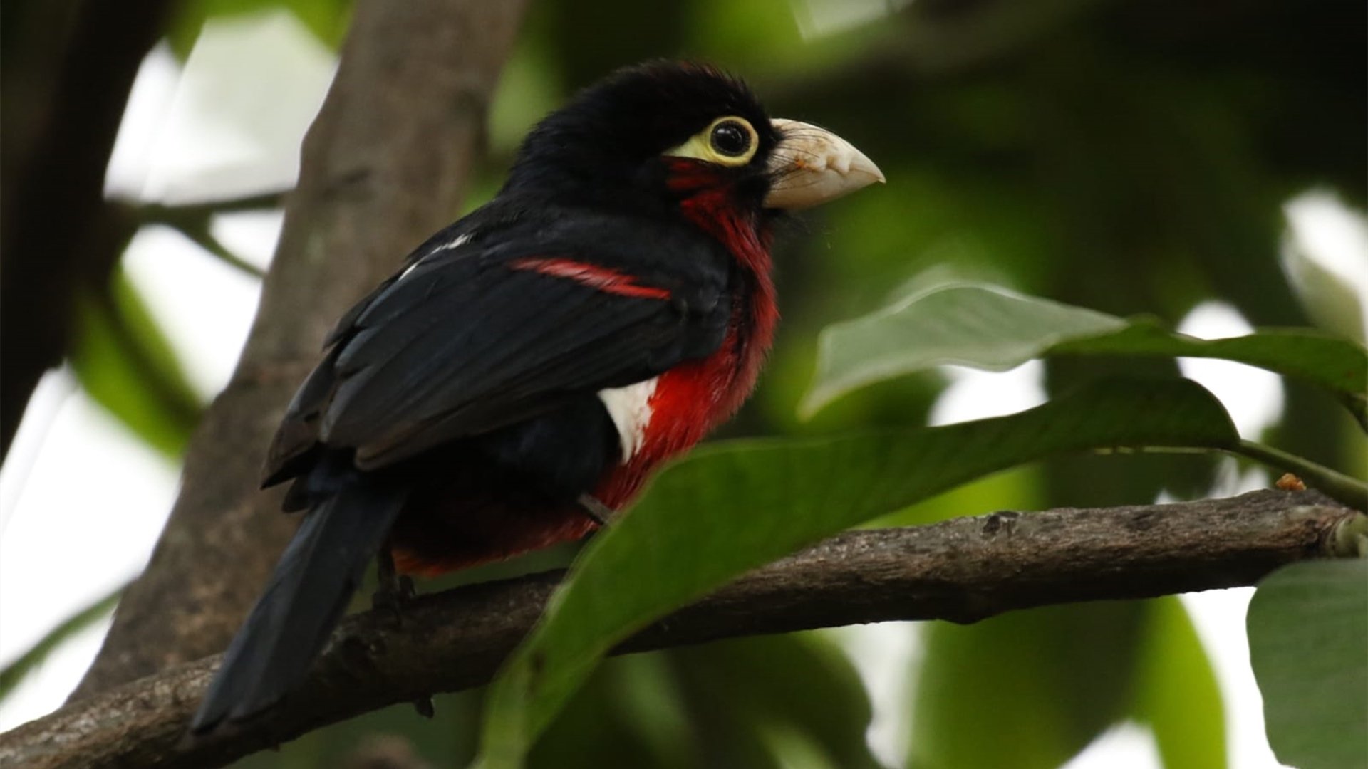 小鸟天地 树丫 雀