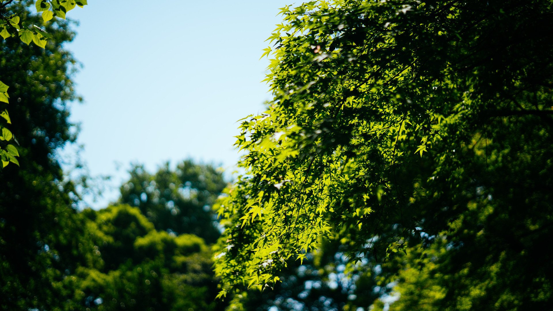 炎炎夏日 阳光 树叶