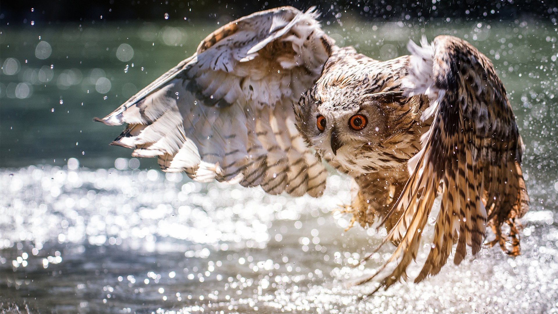 野生动物 猫头鹰
