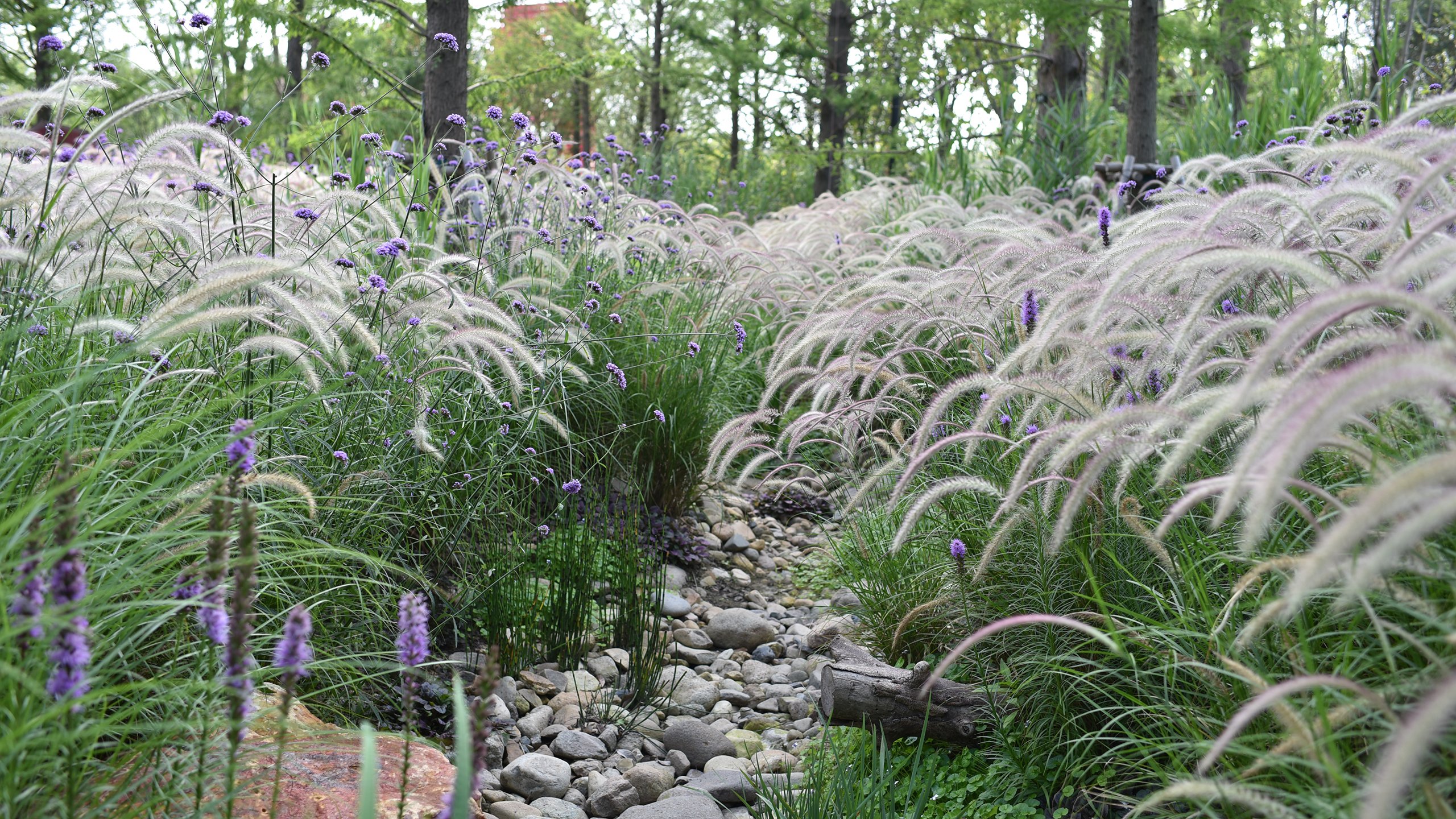 自然风光 花博会 干涸小溪