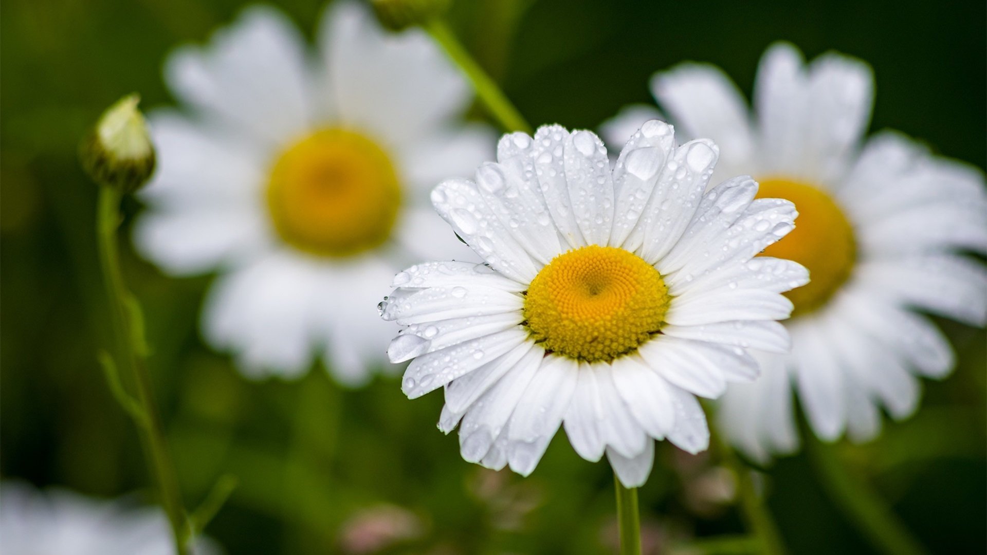 娇艳欲滴 雏菊 木春菊
