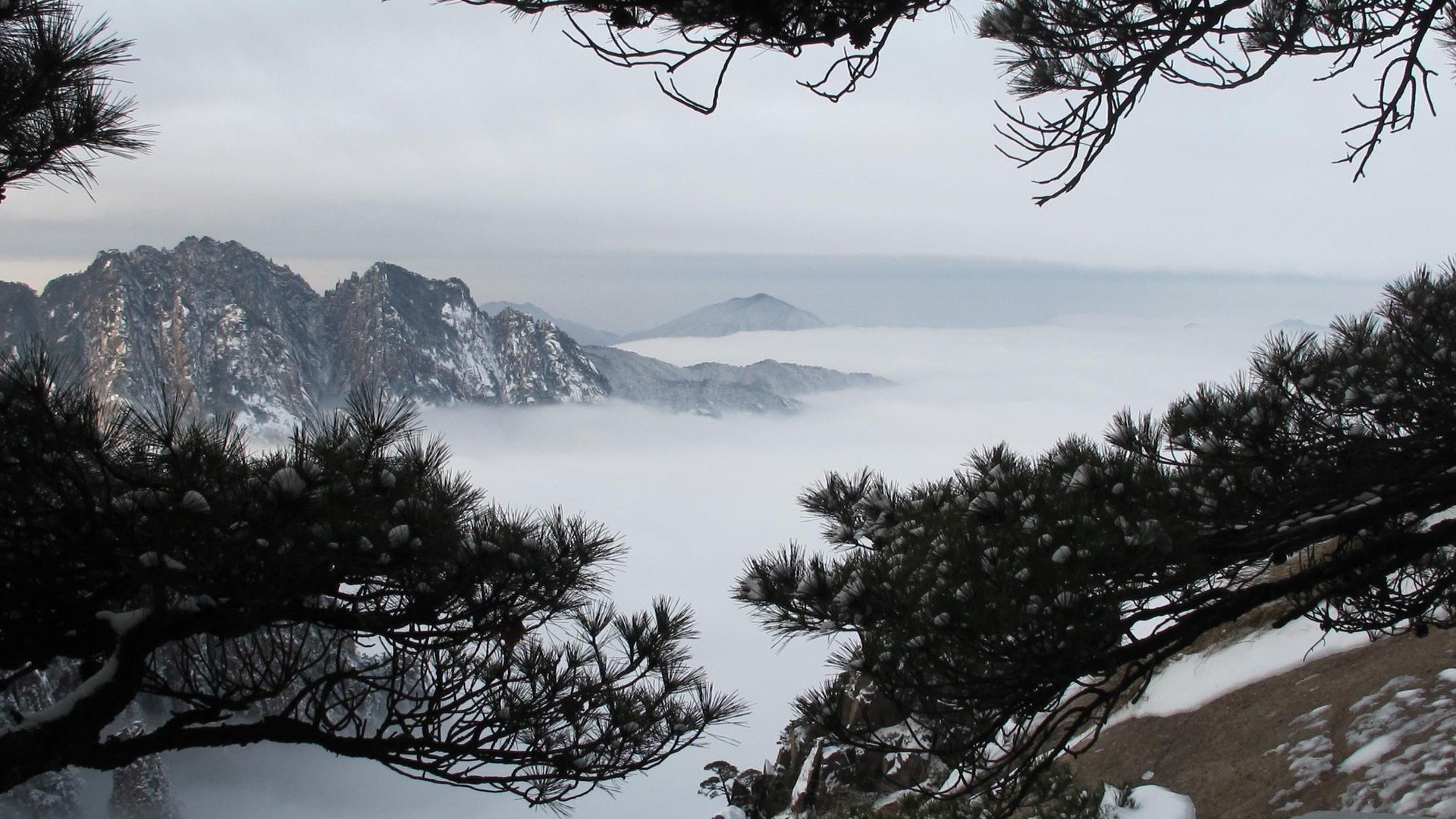 黄山 松 迎客松 雾海 云海 山顶
