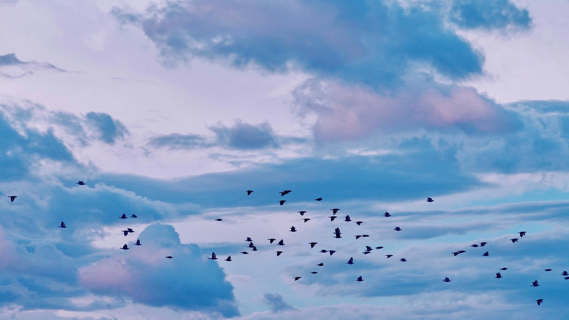 落日余晖 鸟群 飞鸟 云彩 蓝天