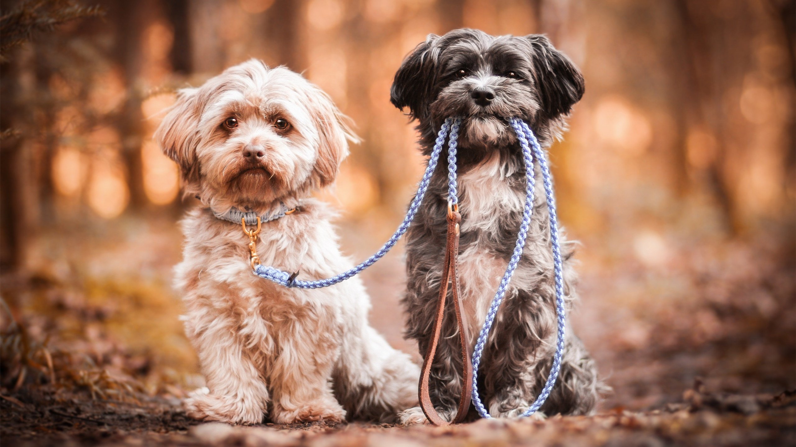 汪星人 泰迪 狗狗 狗绳 两只狗