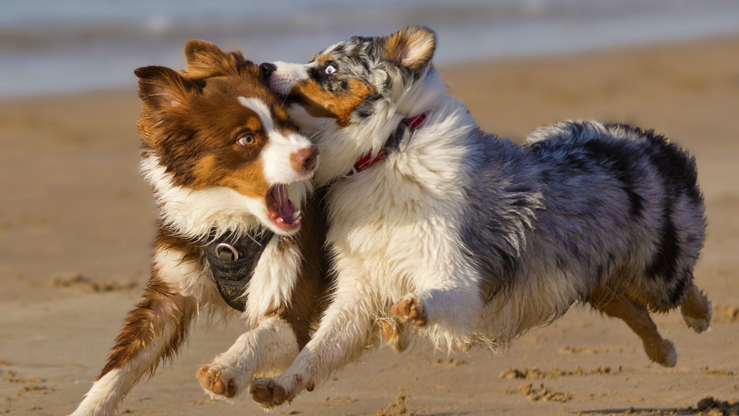汪星人 奔跑 嬉戏的小狗