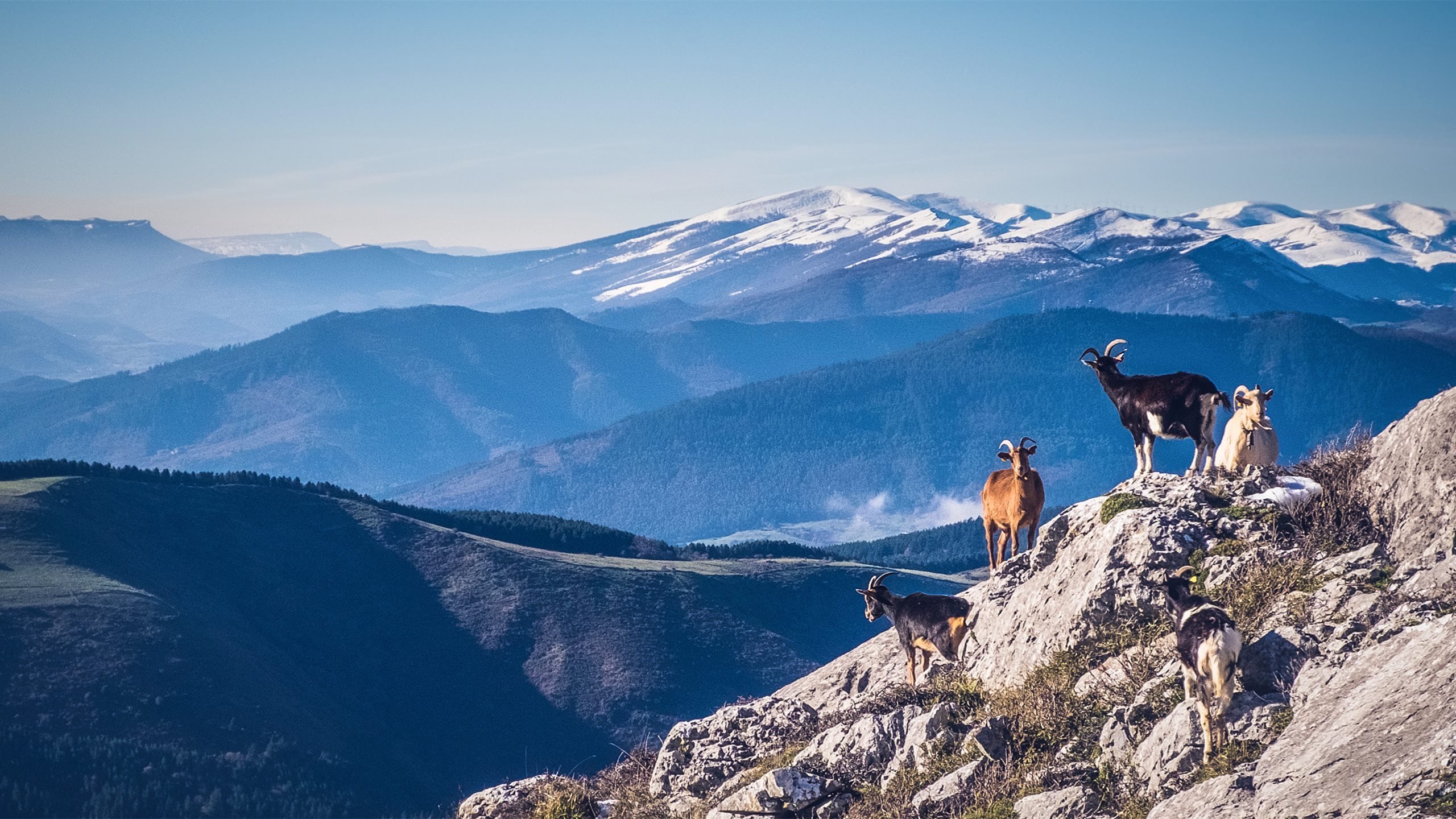 自然风光 山羊 雪山 高原