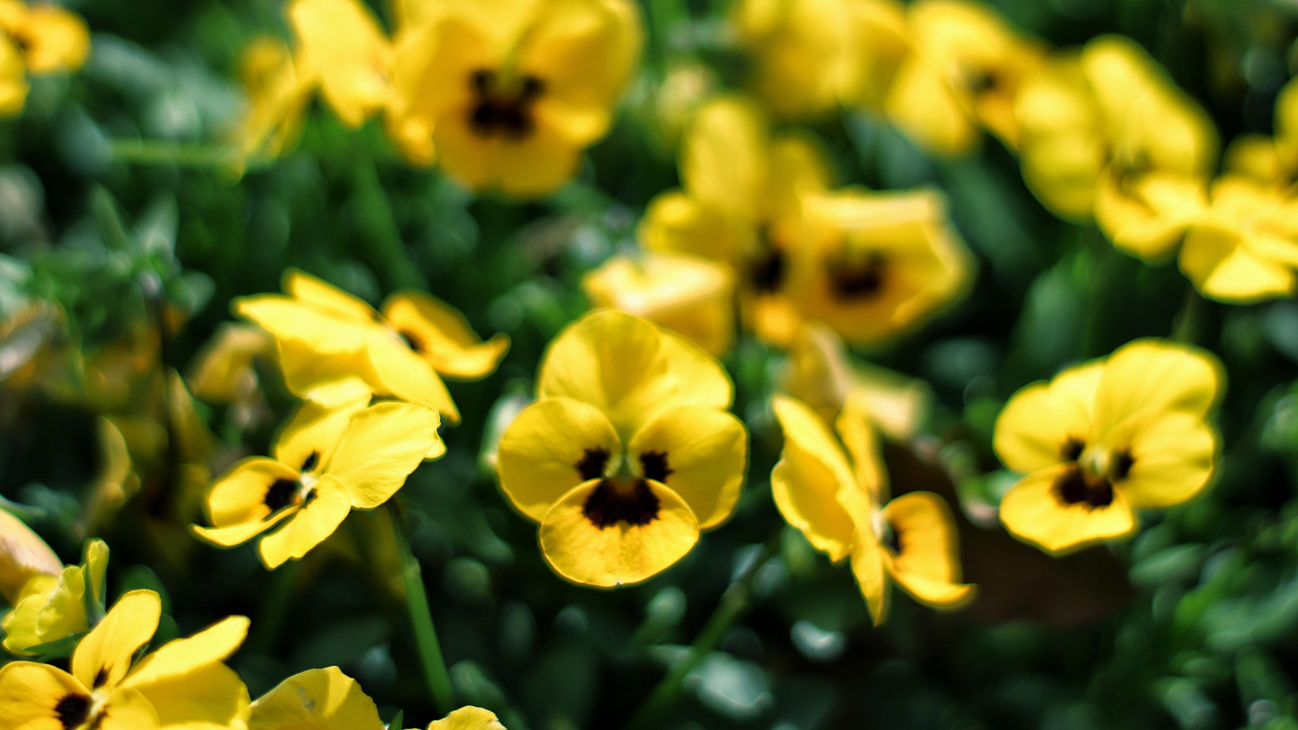 清新淡雅  可爱小巧  角堇   黄色