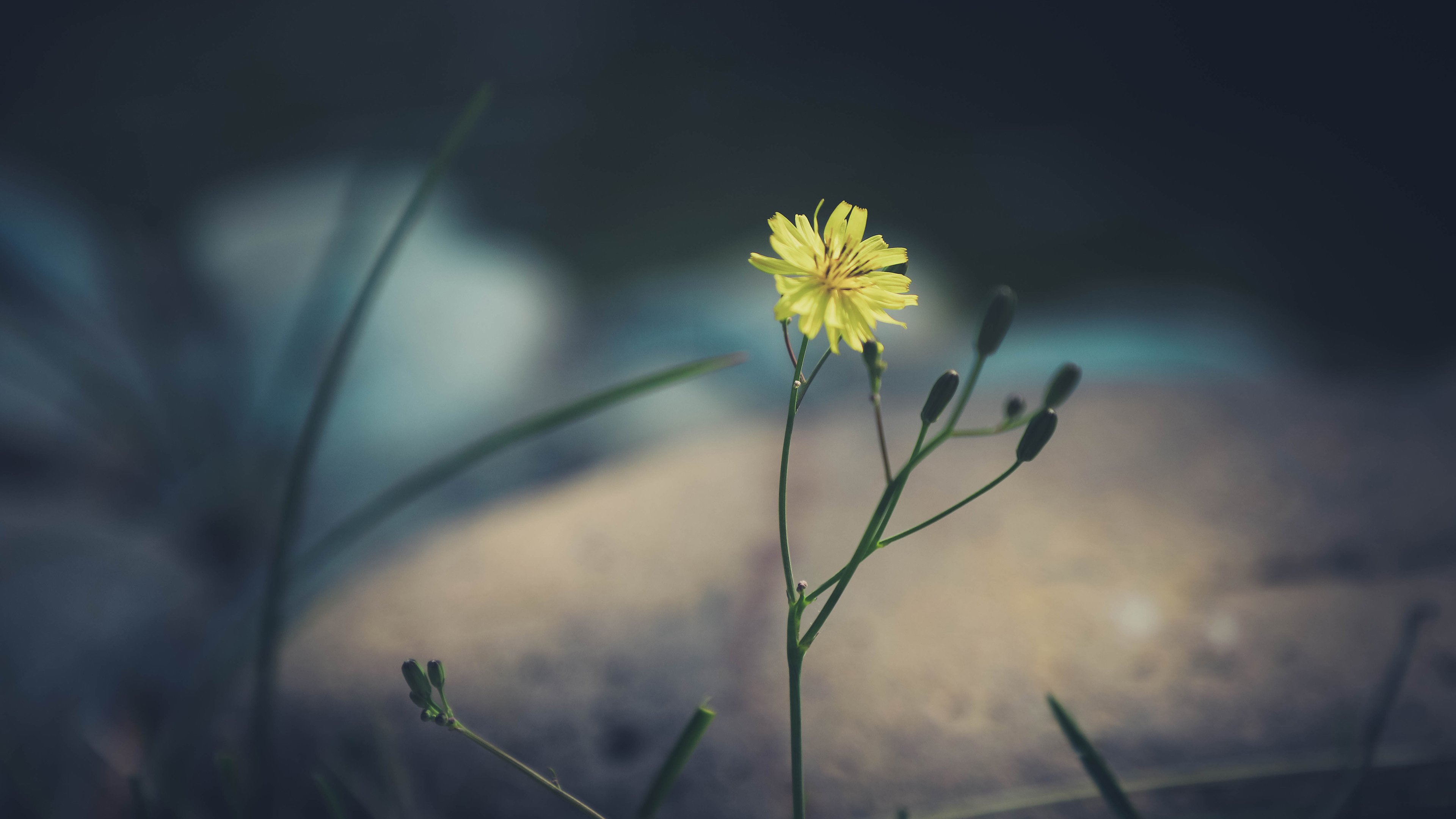 清新淡雅 野菊花 野花 特写