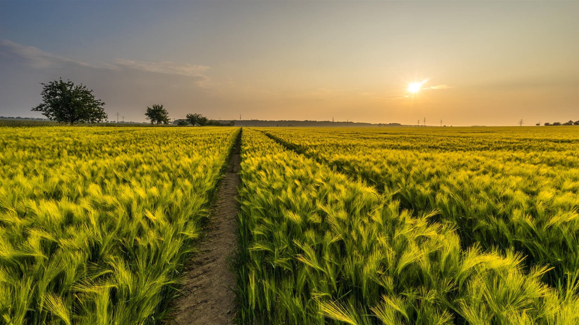 秋意正浓 麦田 小麦 收货