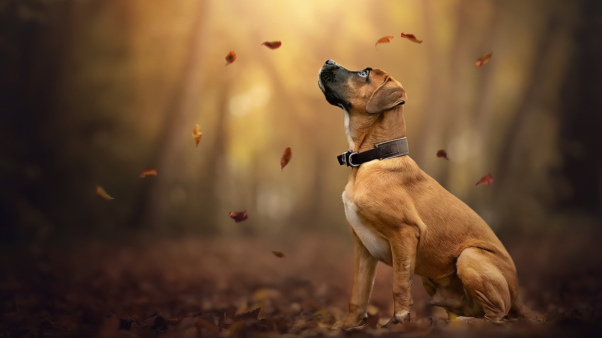 汪星人 秋天 落叶