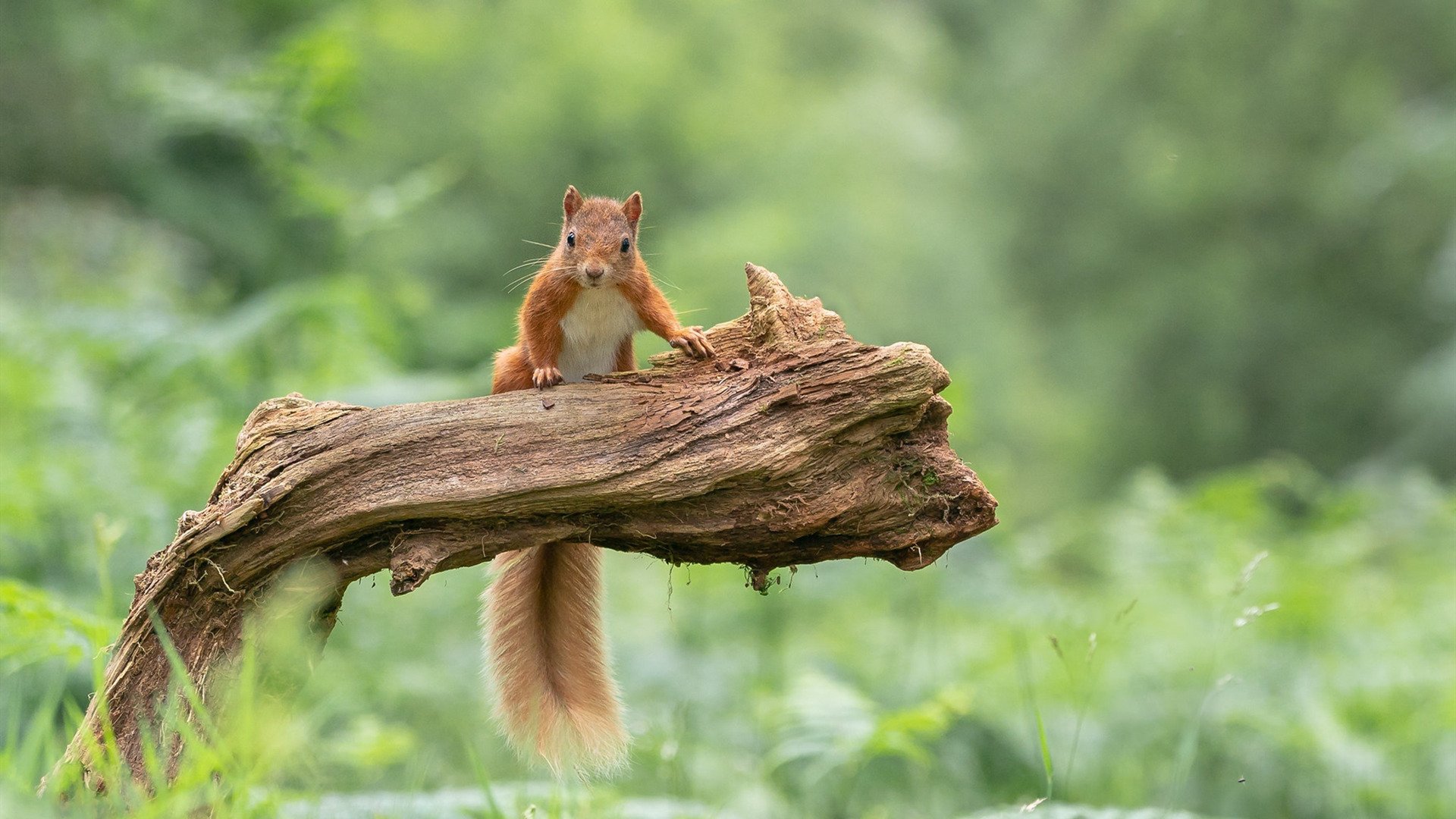 野生动物 松鼠 可爱