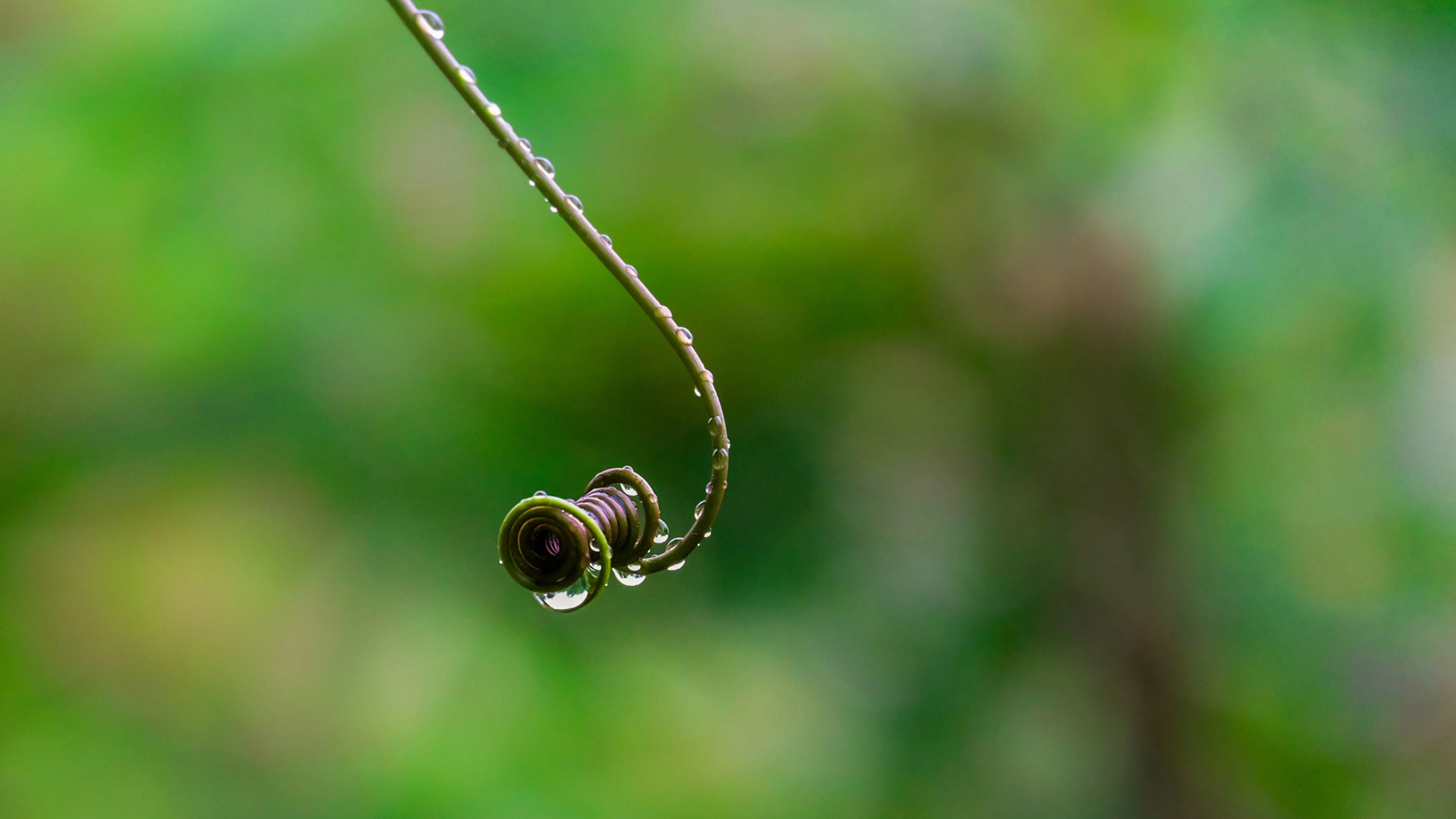 静物写真 雨滴 露水