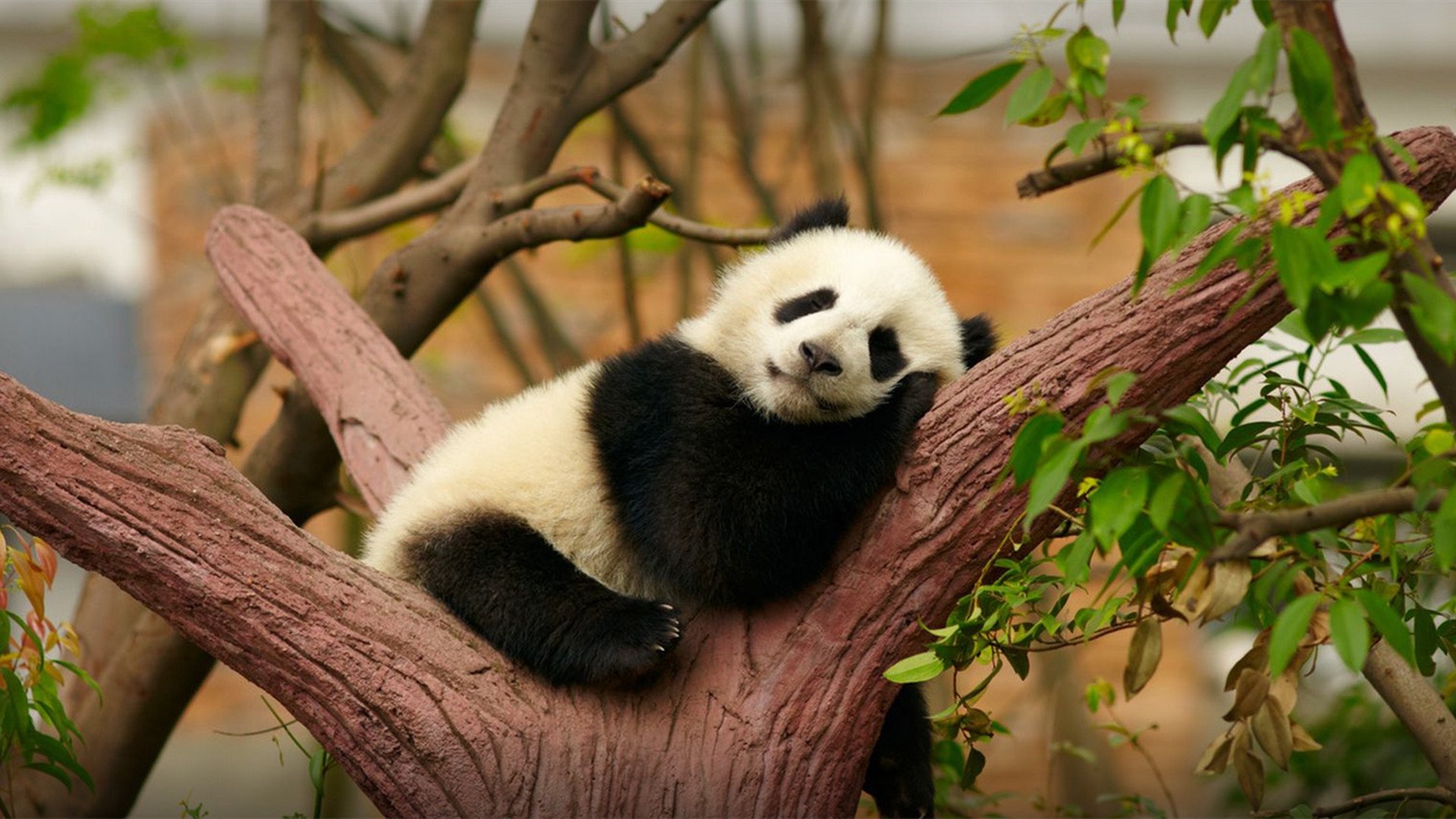 野生动物 国宝 熊猫 可爱