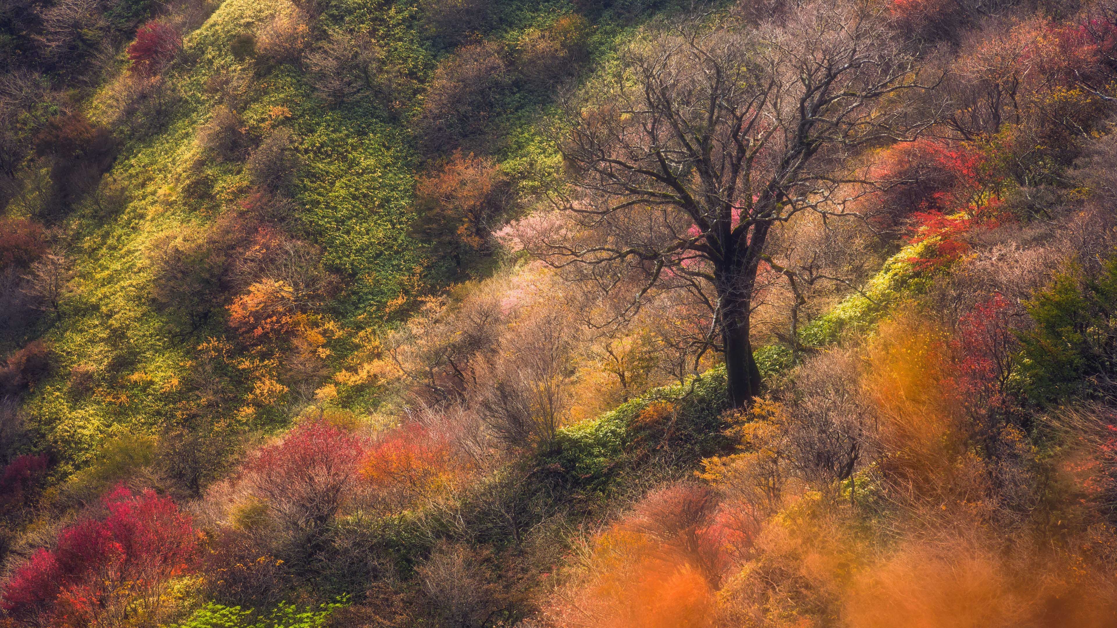 秋意正浓 山坡 树林 红叶 五彩
