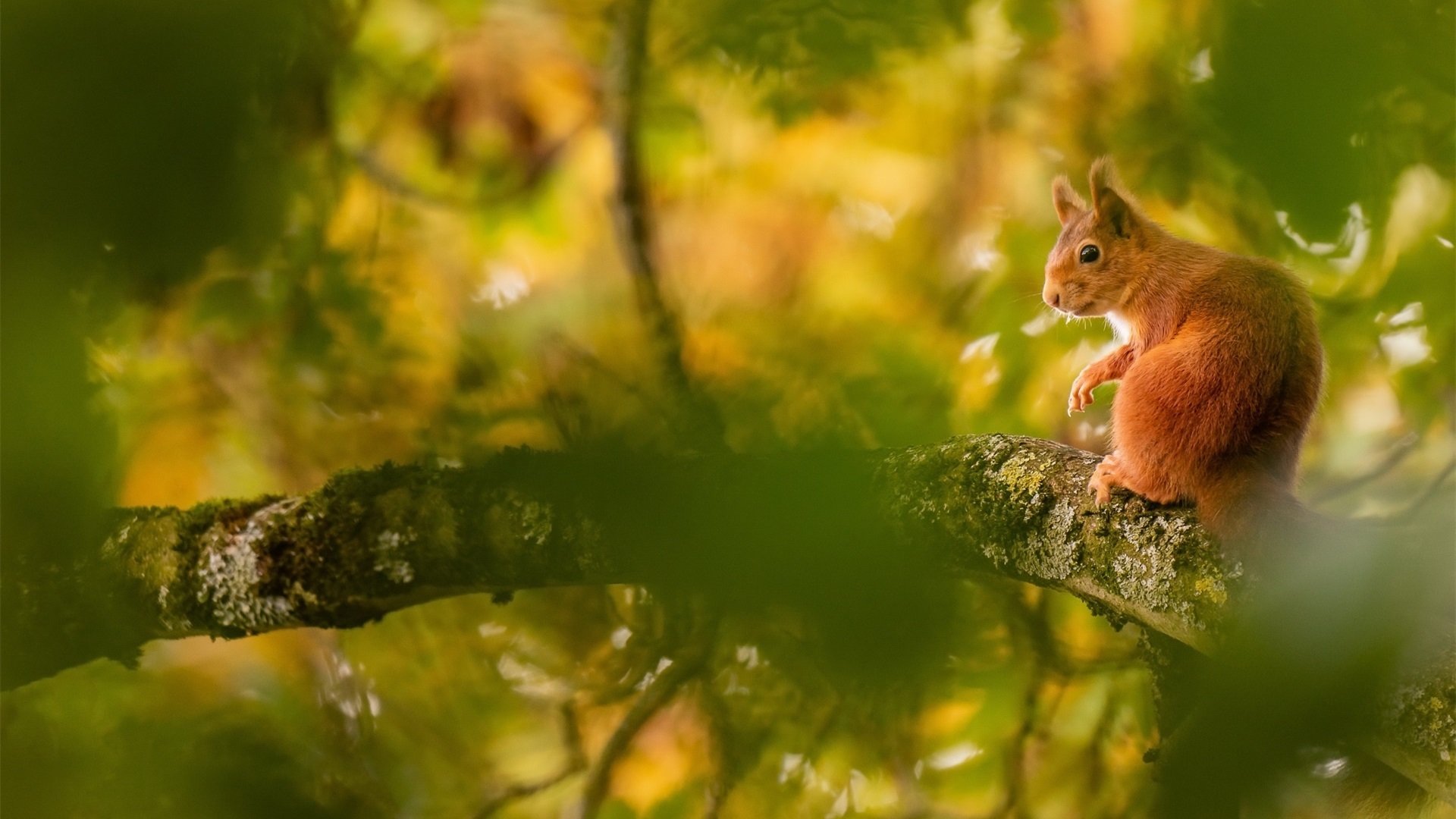 野生动物 松鼠 可爱小动物