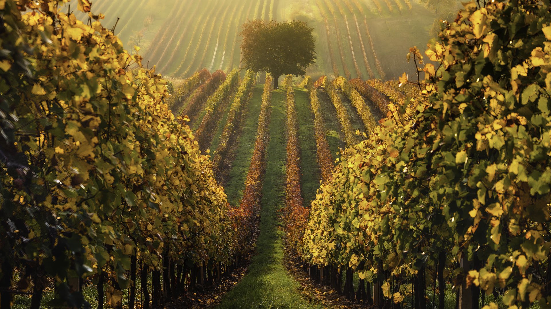 秋意正浓 庄园 草地 收获