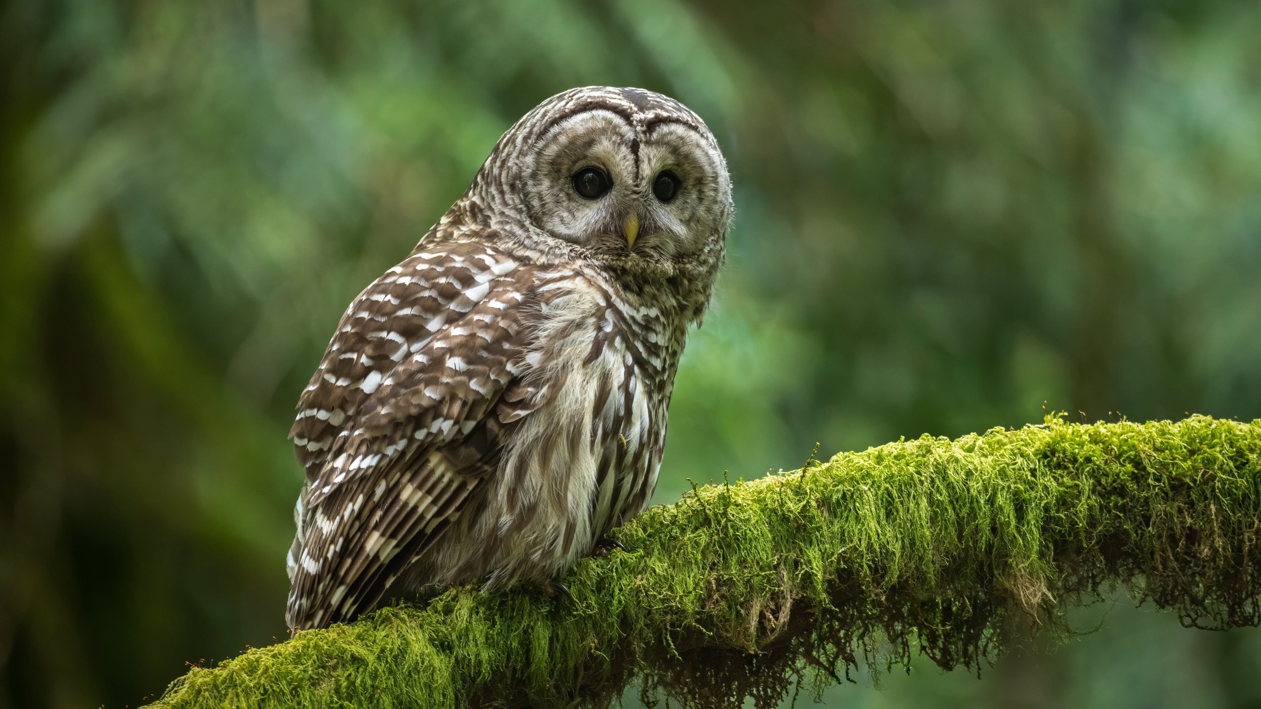 小鸟天地 猫头鹰 树丫 青苔