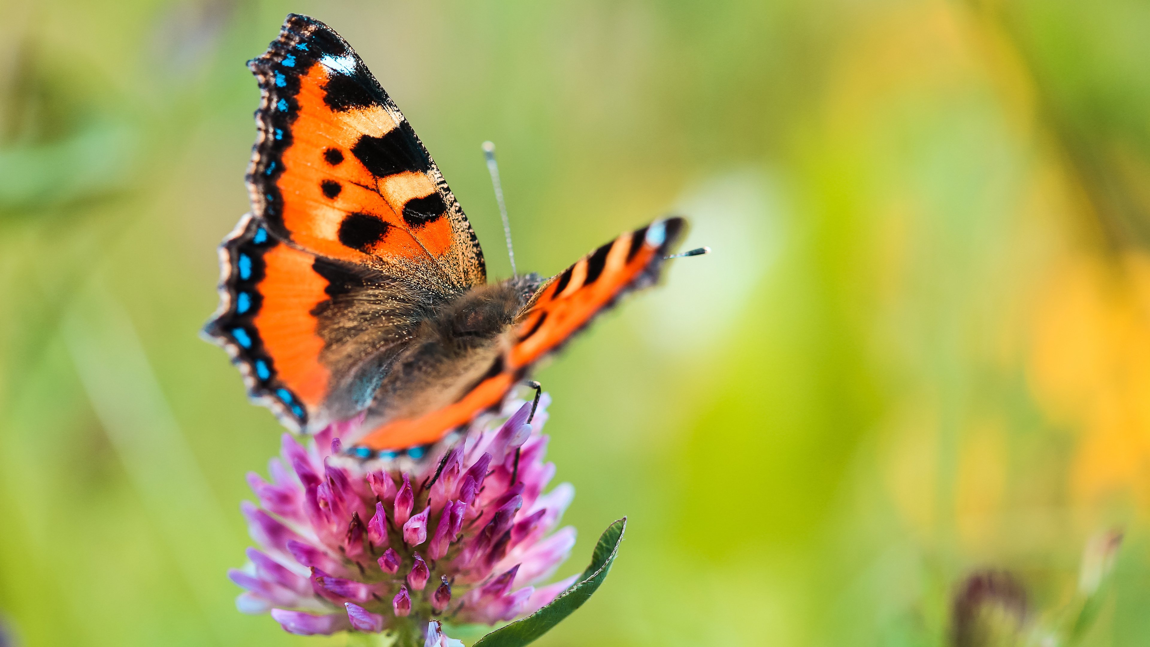 野生动物 蝴蝶 春天