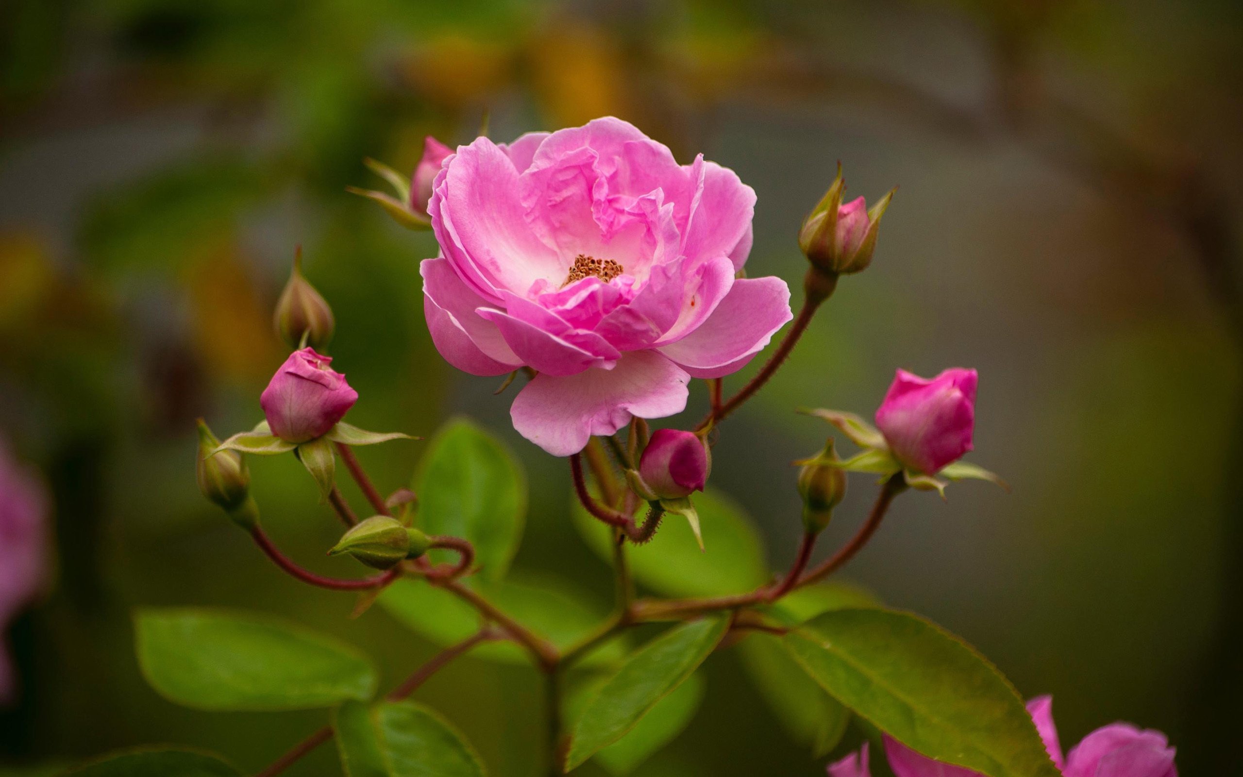 清新淡雅 红色 花朵 迷人 鲜艳