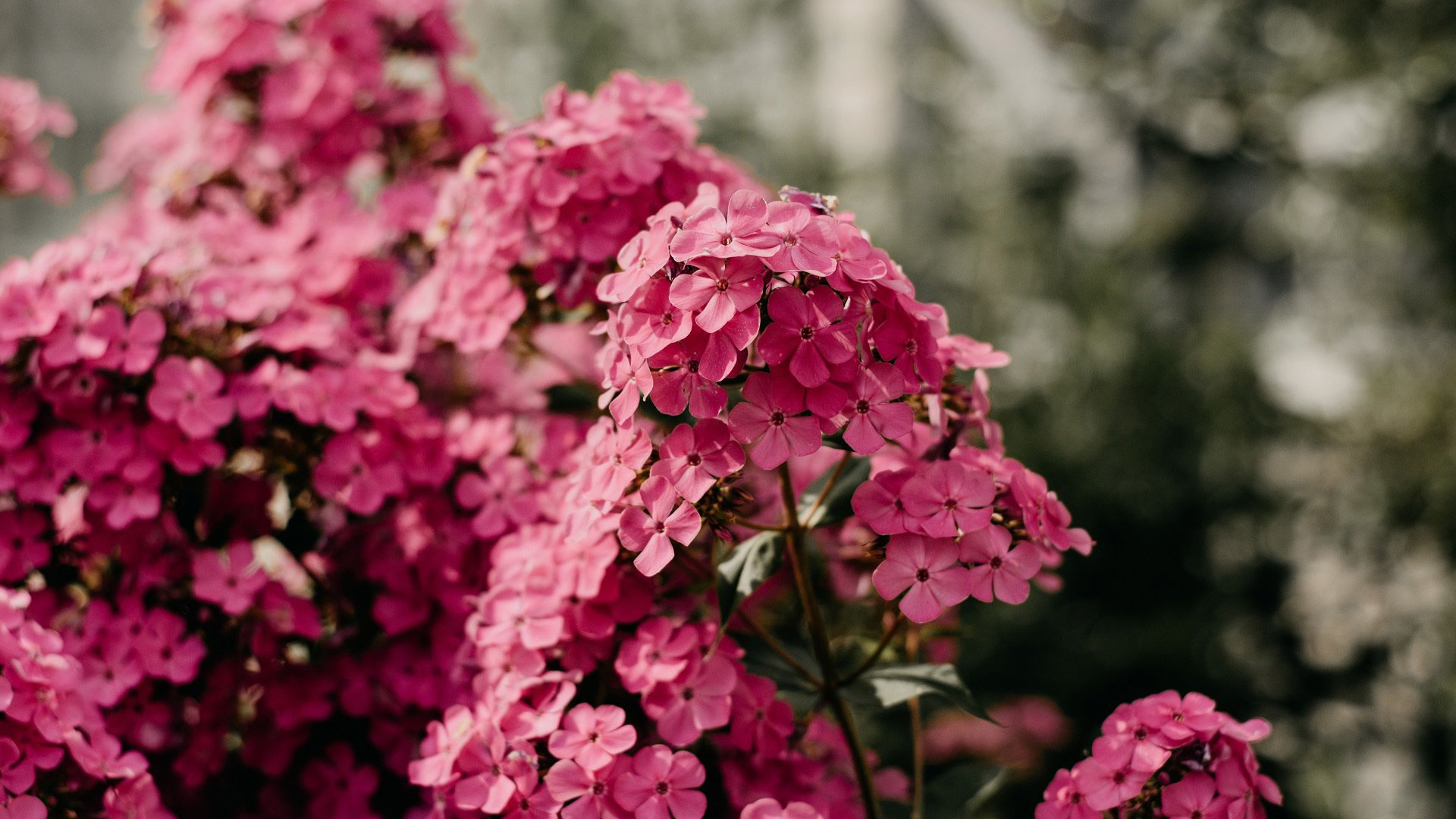 娇艳欲滴 花丛 红色碎花 特写